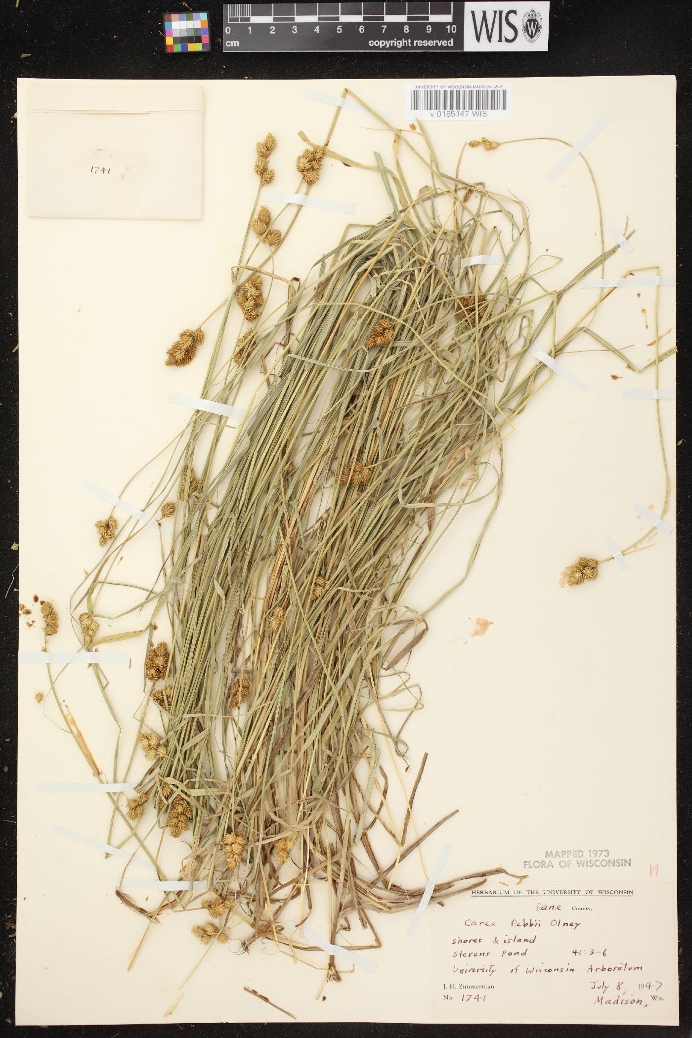 Carex bebbii image