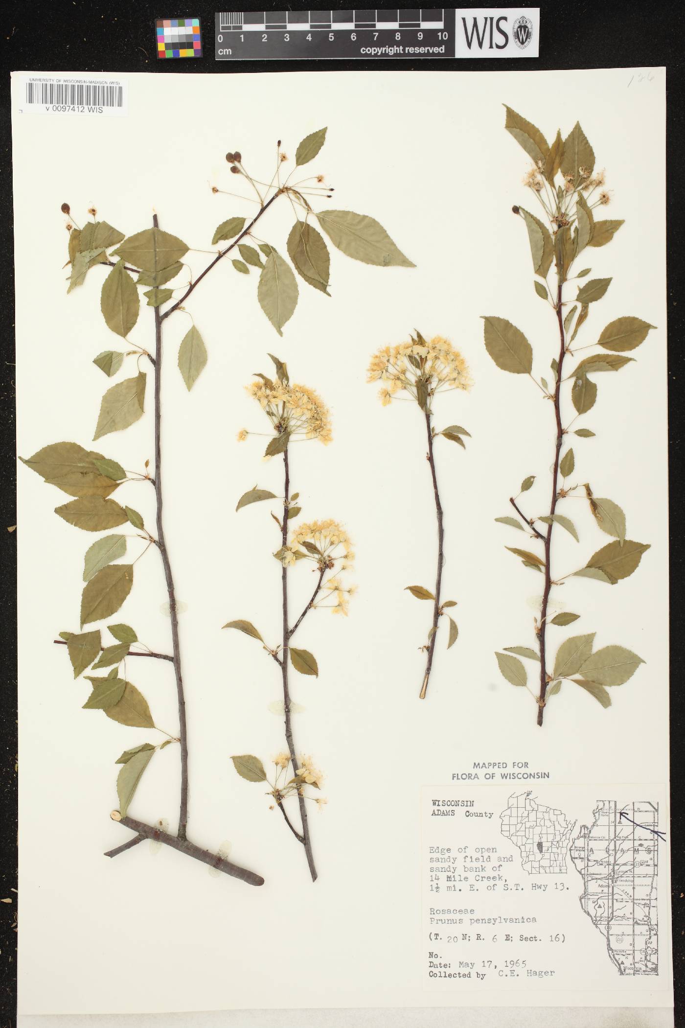 Prunus pensylvanica image