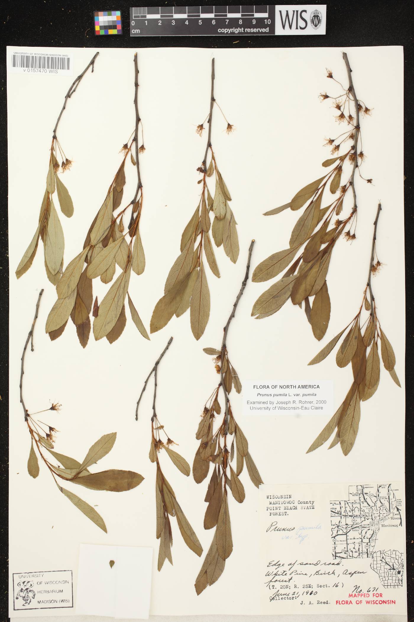 Prunus pumila image