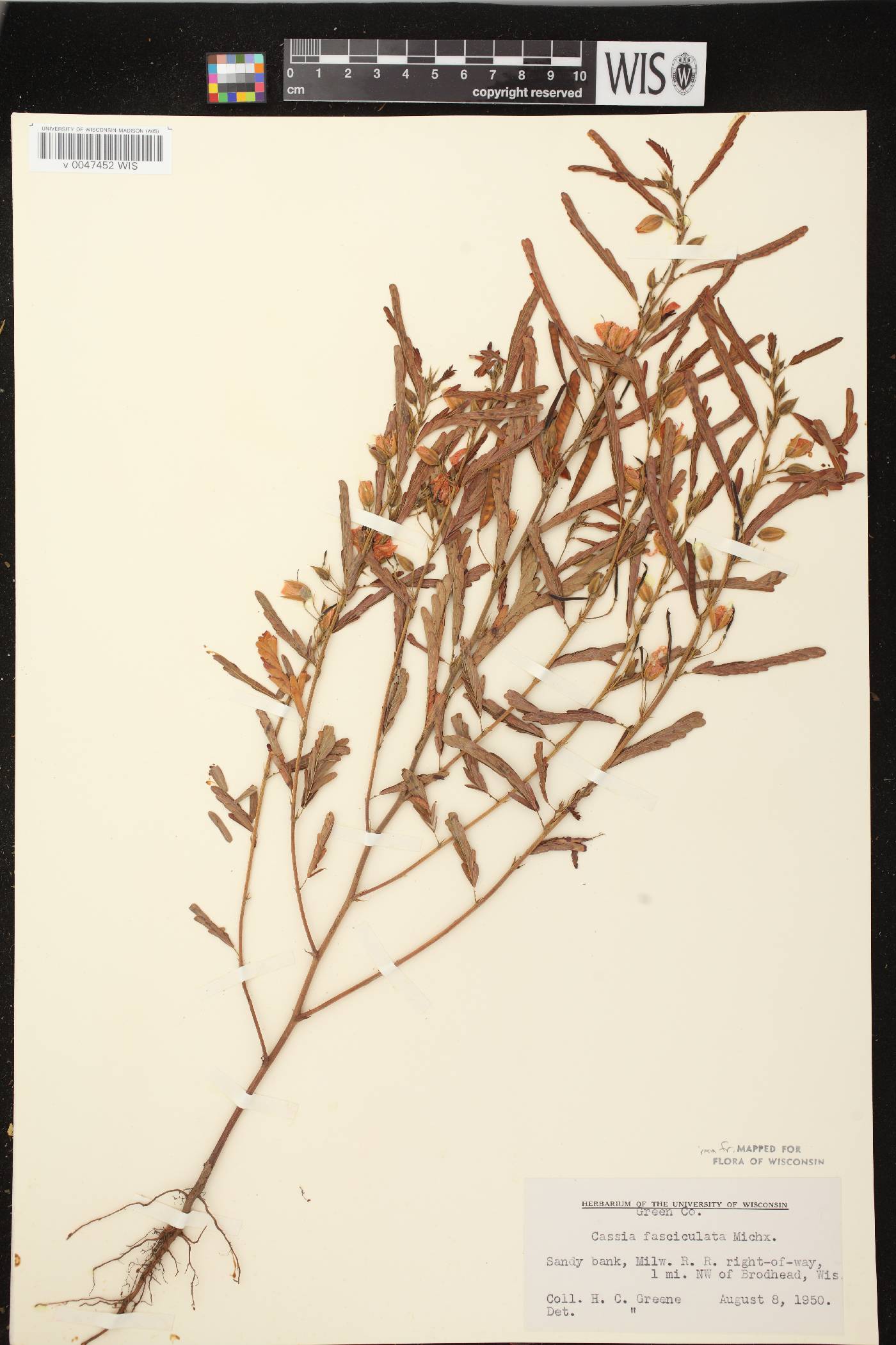 Chamaecrista fasciculata image