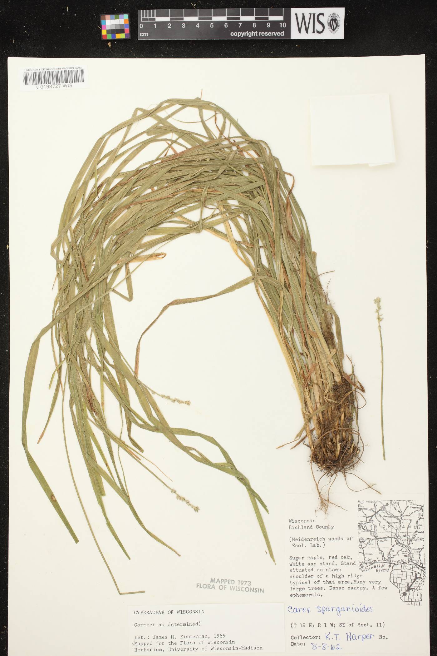 Carex sparganioides image
