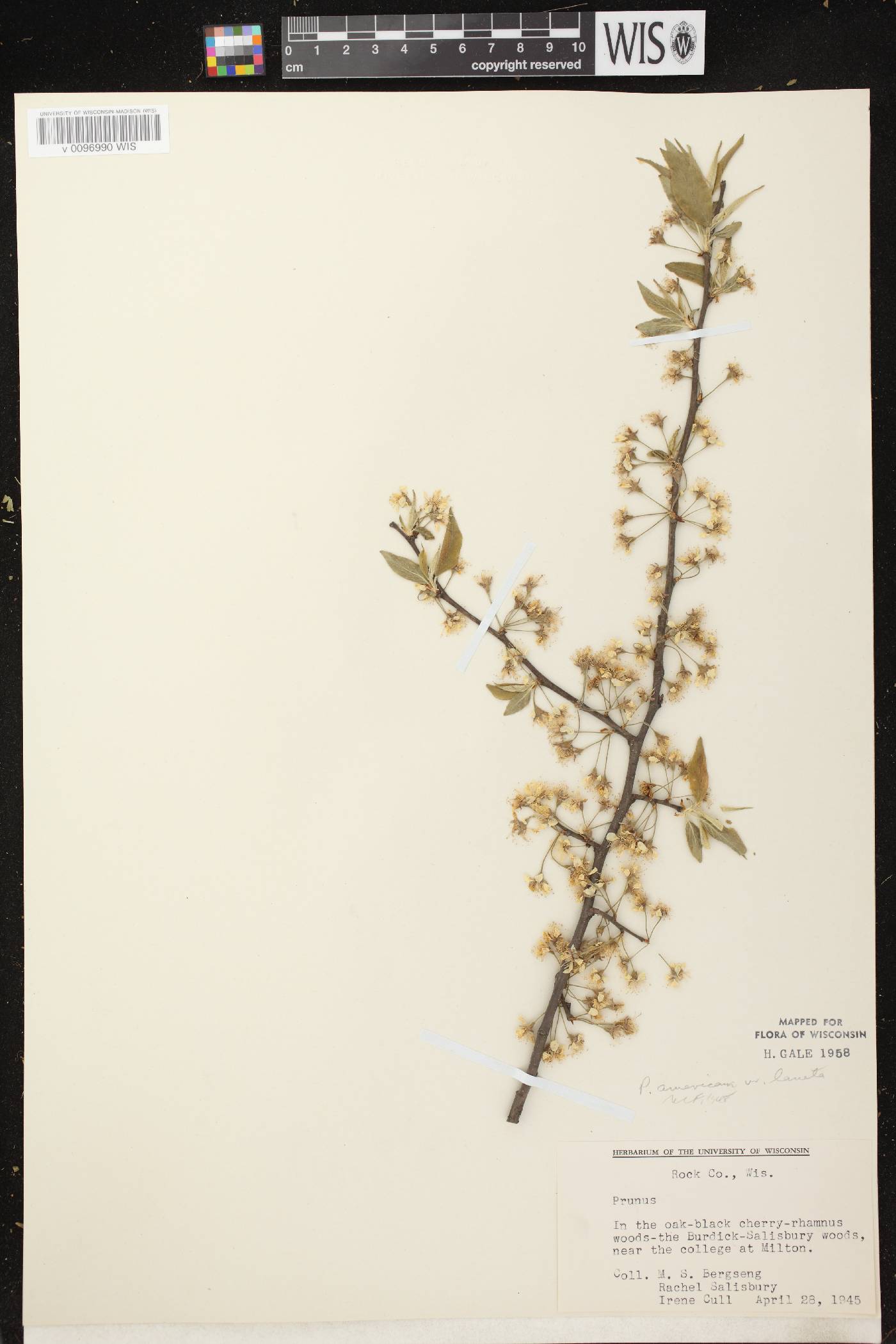 Prunus americana image