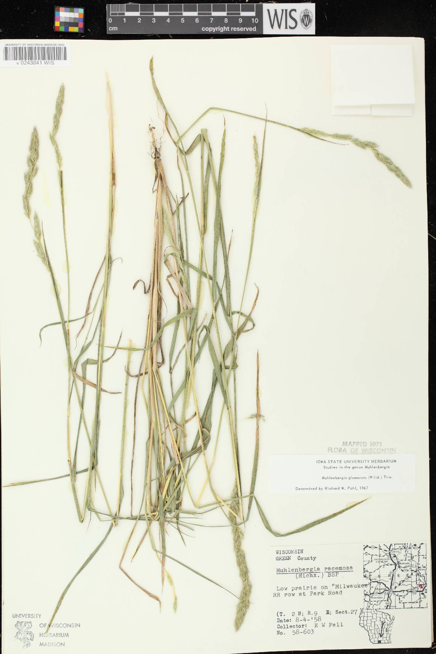 Muhlenbergia glomerata image