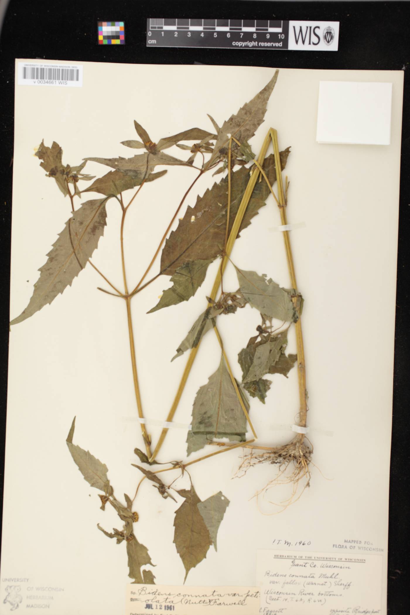 Bidens connata image