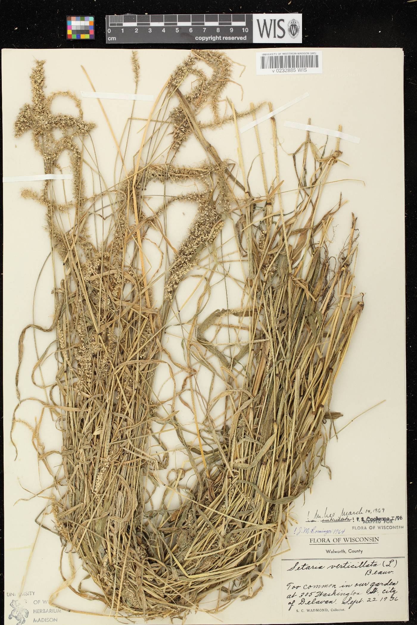 Setaria verticillata image