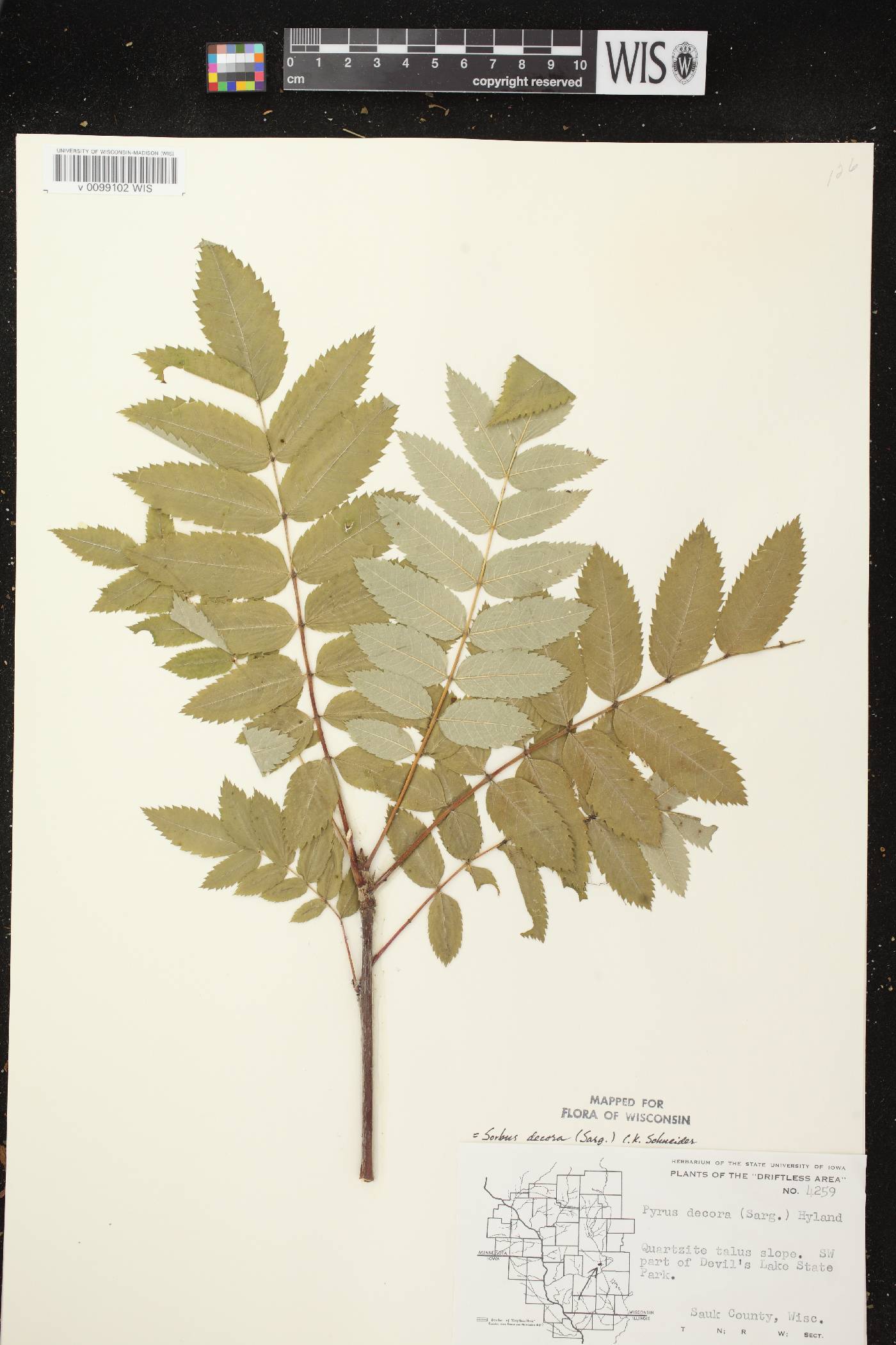 Sorbus decora image