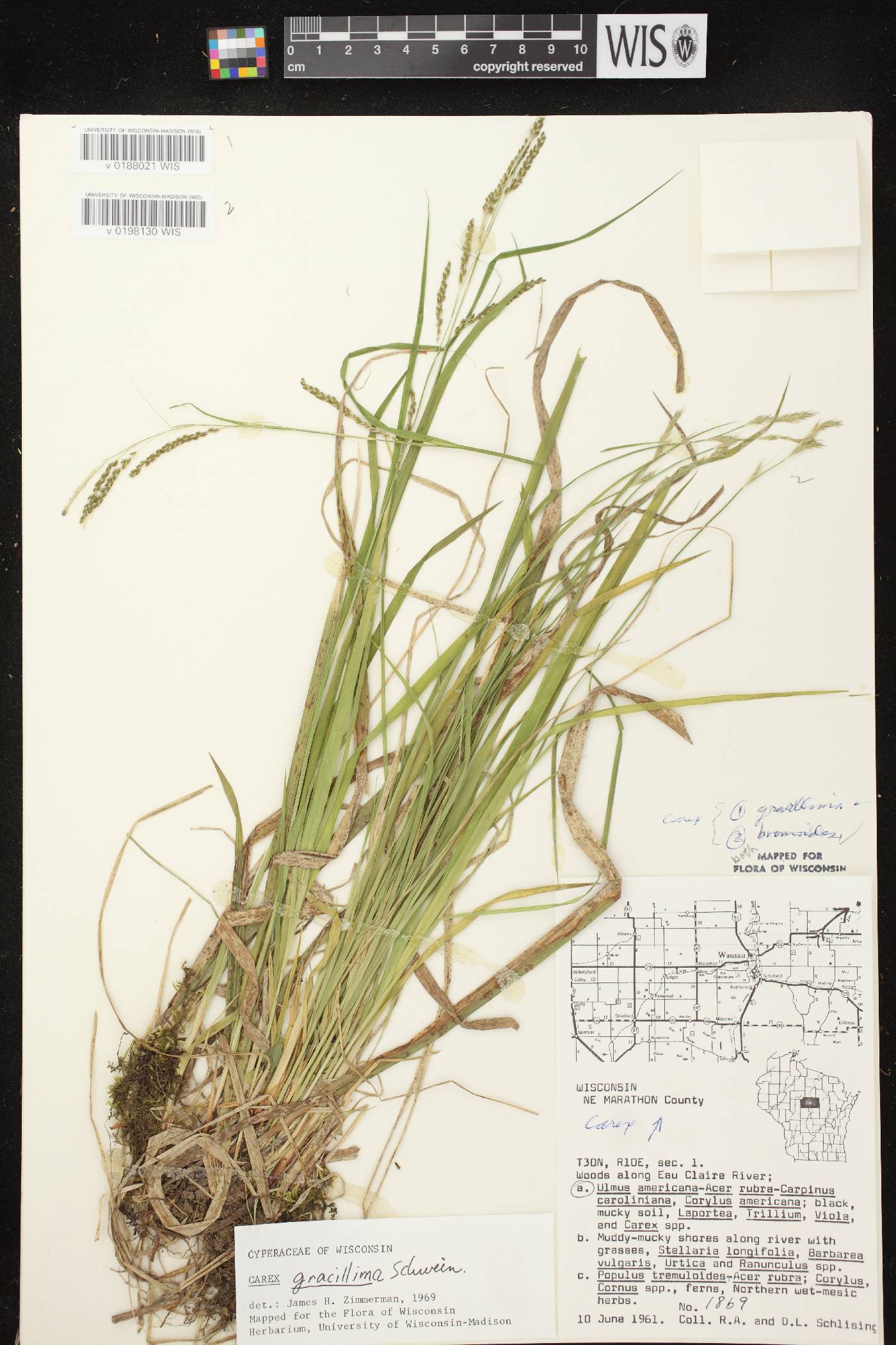 Carex bromoides subsp. bromoides image