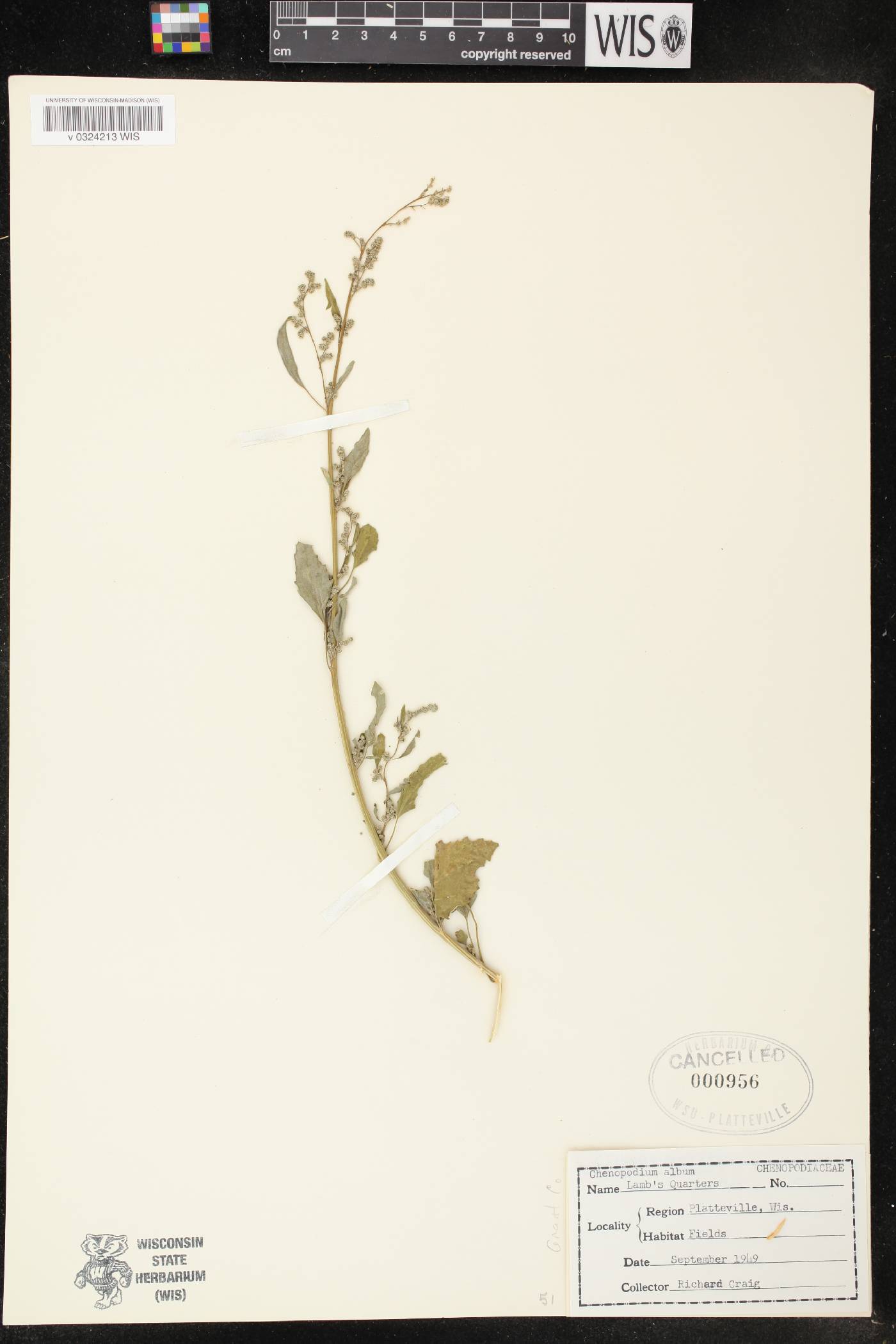 Chenopodium album image