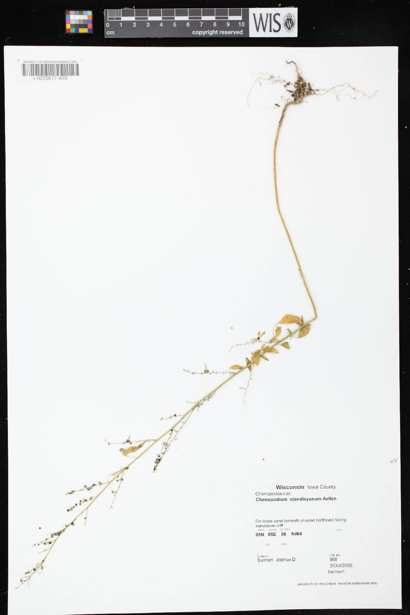 Chenopodium standleyanum image