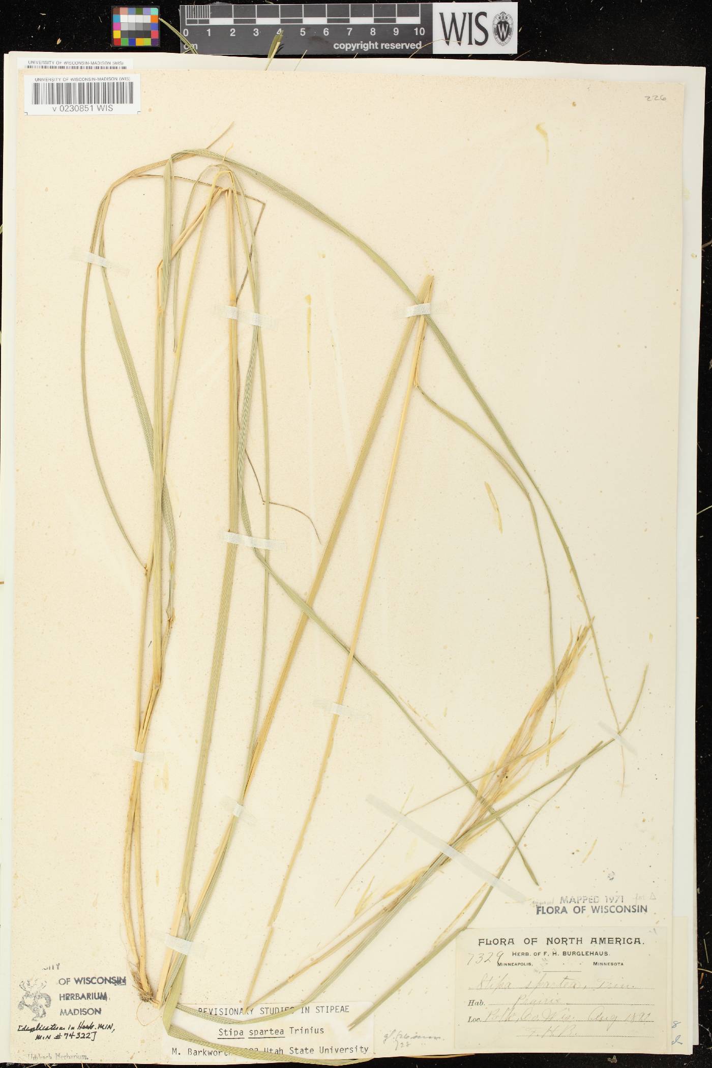 Hesperostipa spartea image