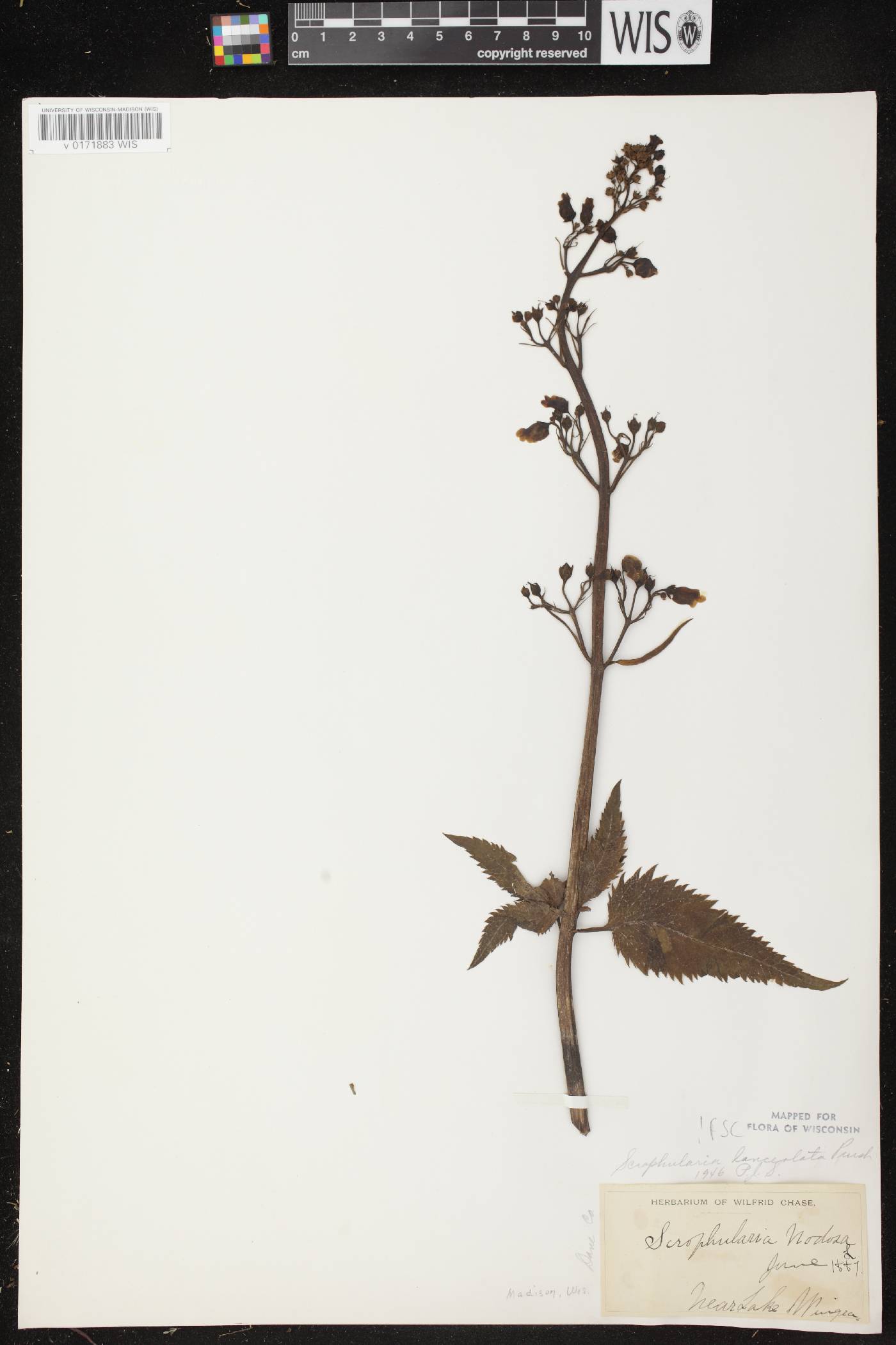 Scrophularia lanceolata image
