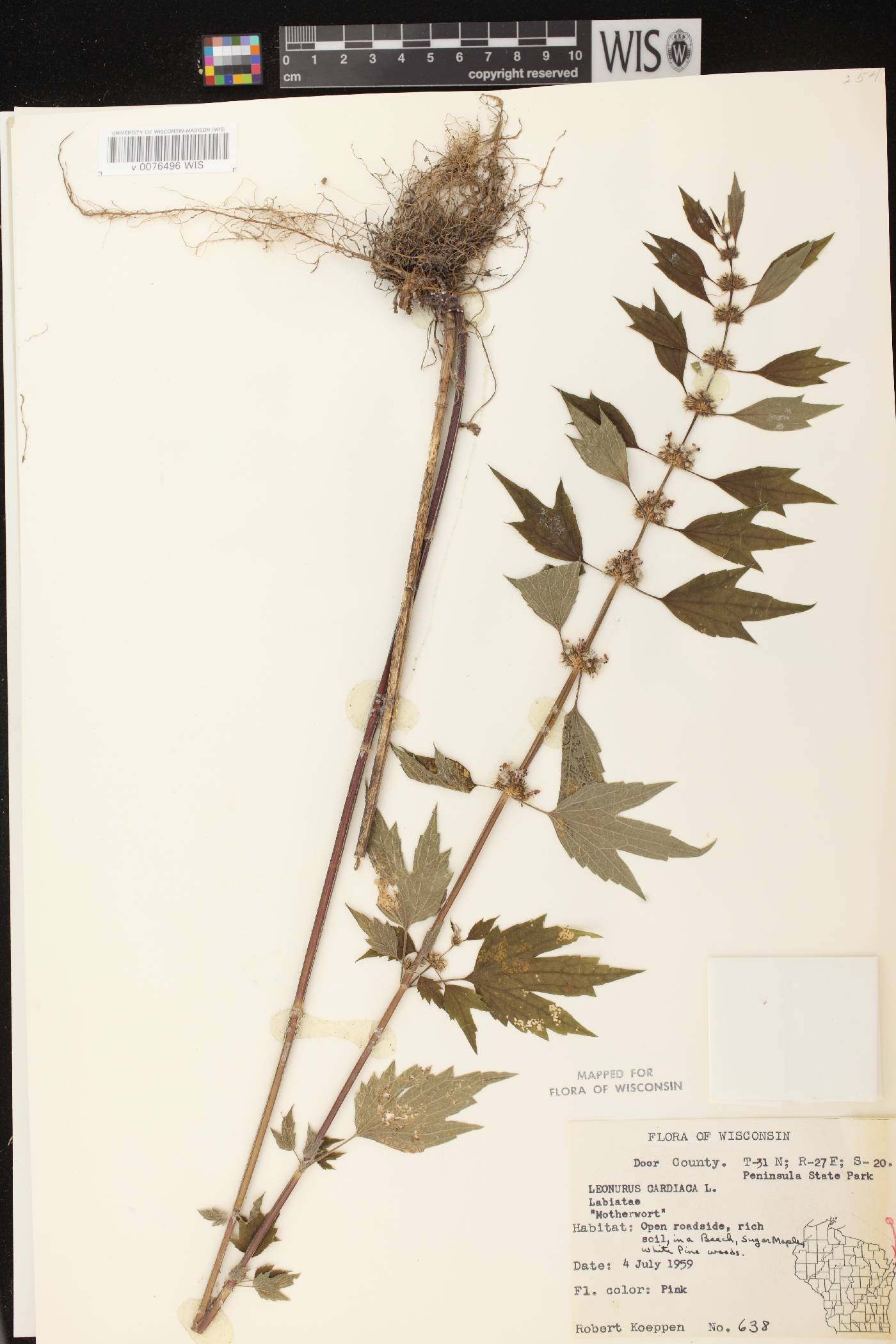 Leonurus cardiaca image