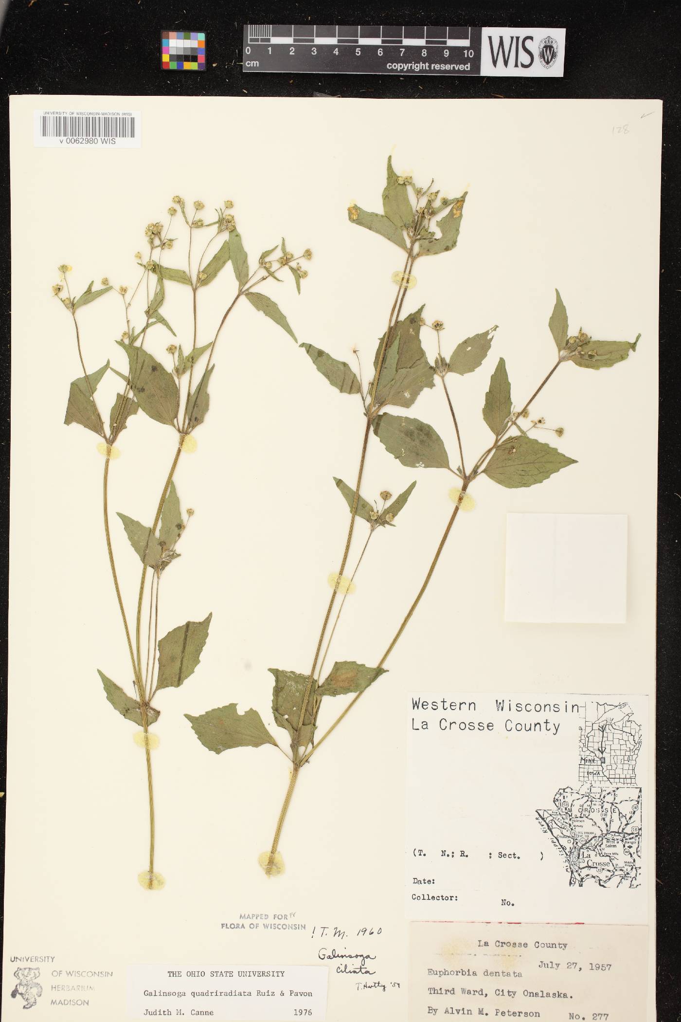 Galinsoga quadriradiata image