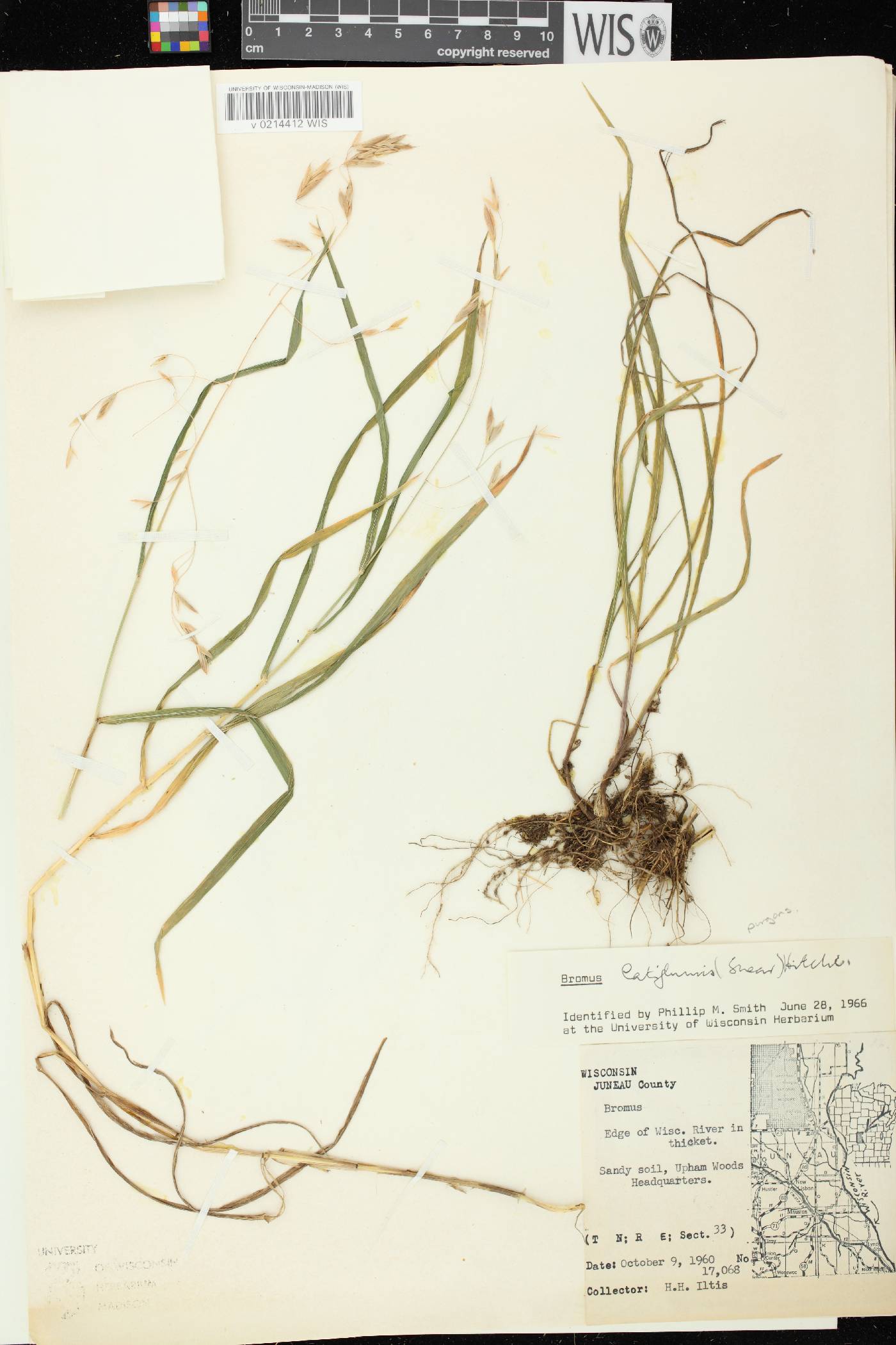 Bromus latiglumis image