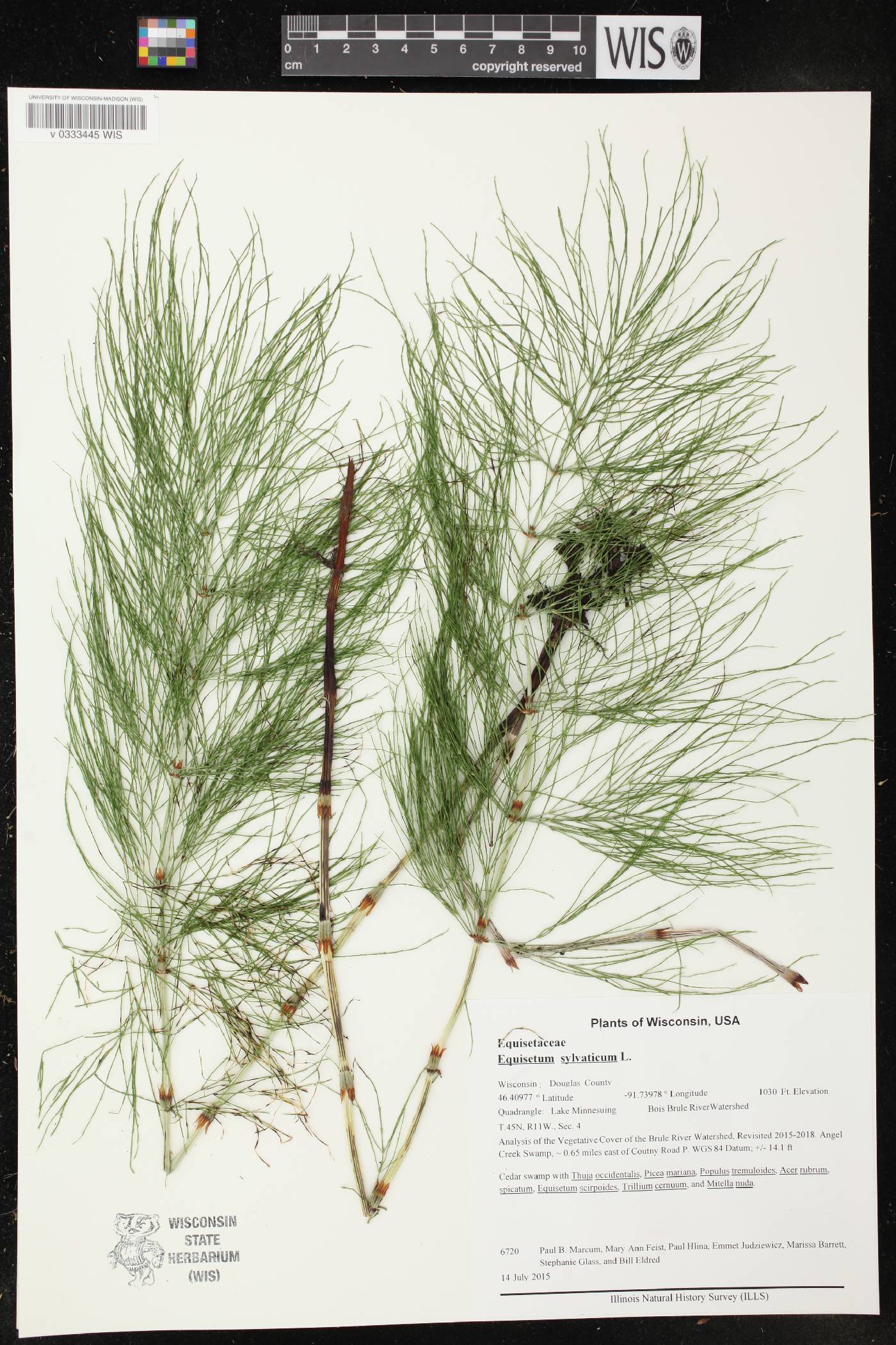 Equisetum sylvaticum image