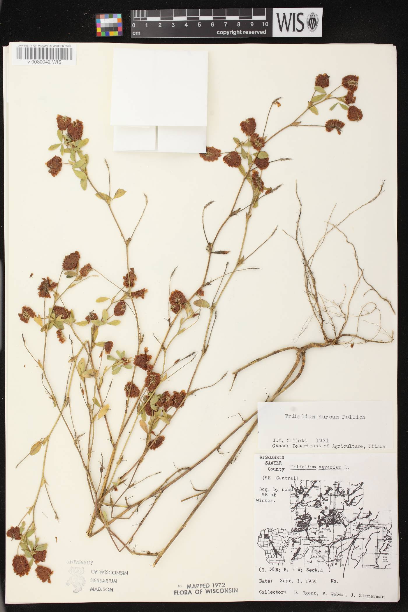 Trifolium aureum image