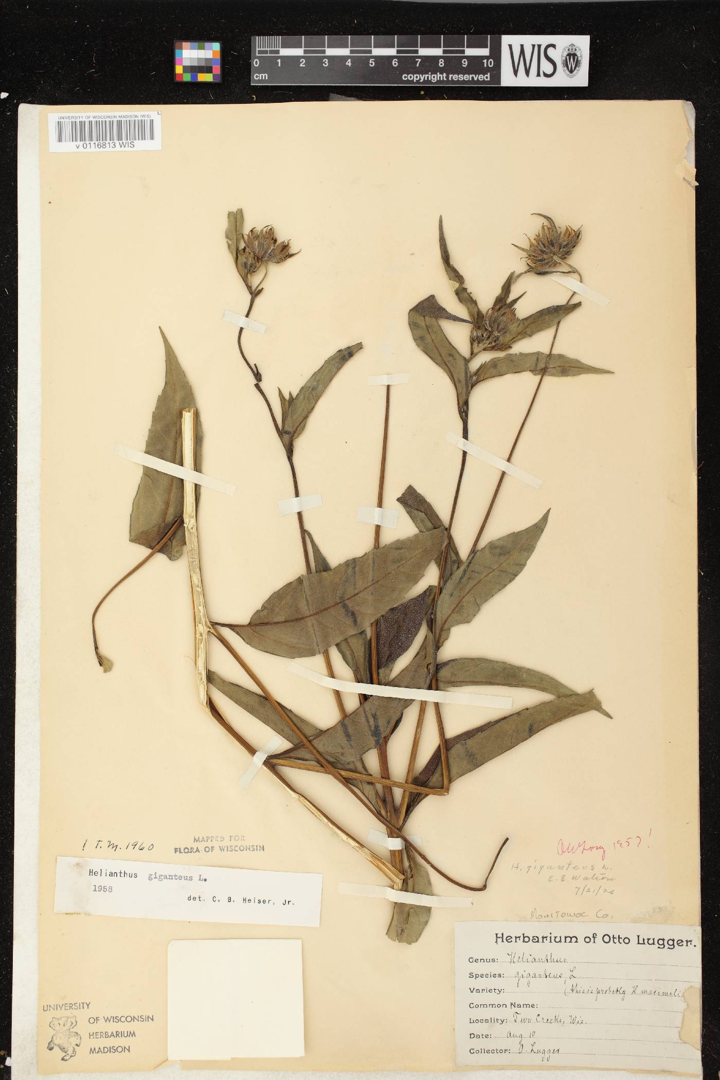Helianthus giganteus image