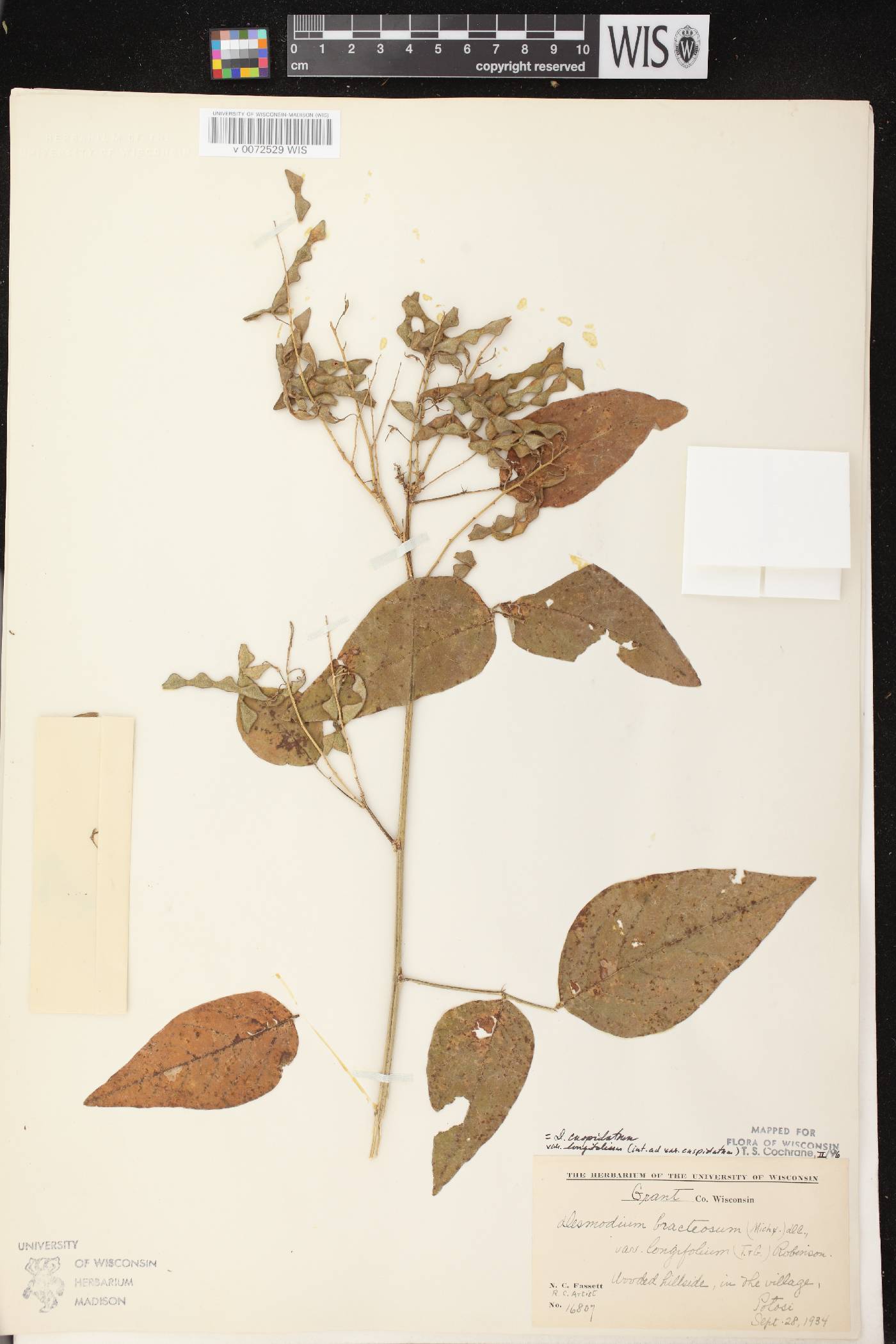 Desmodium cuspidatum image