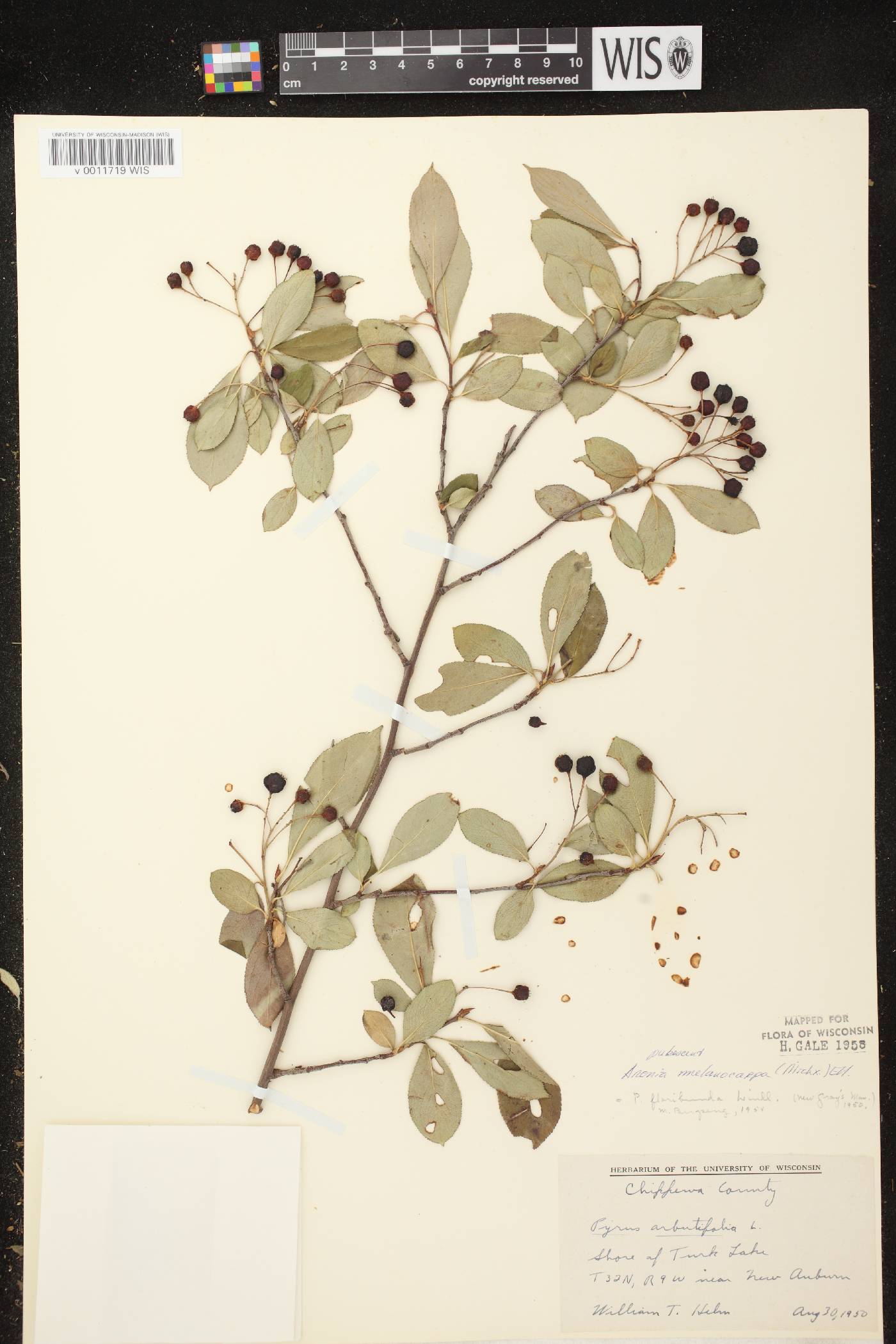 Aronia x prunifolia image