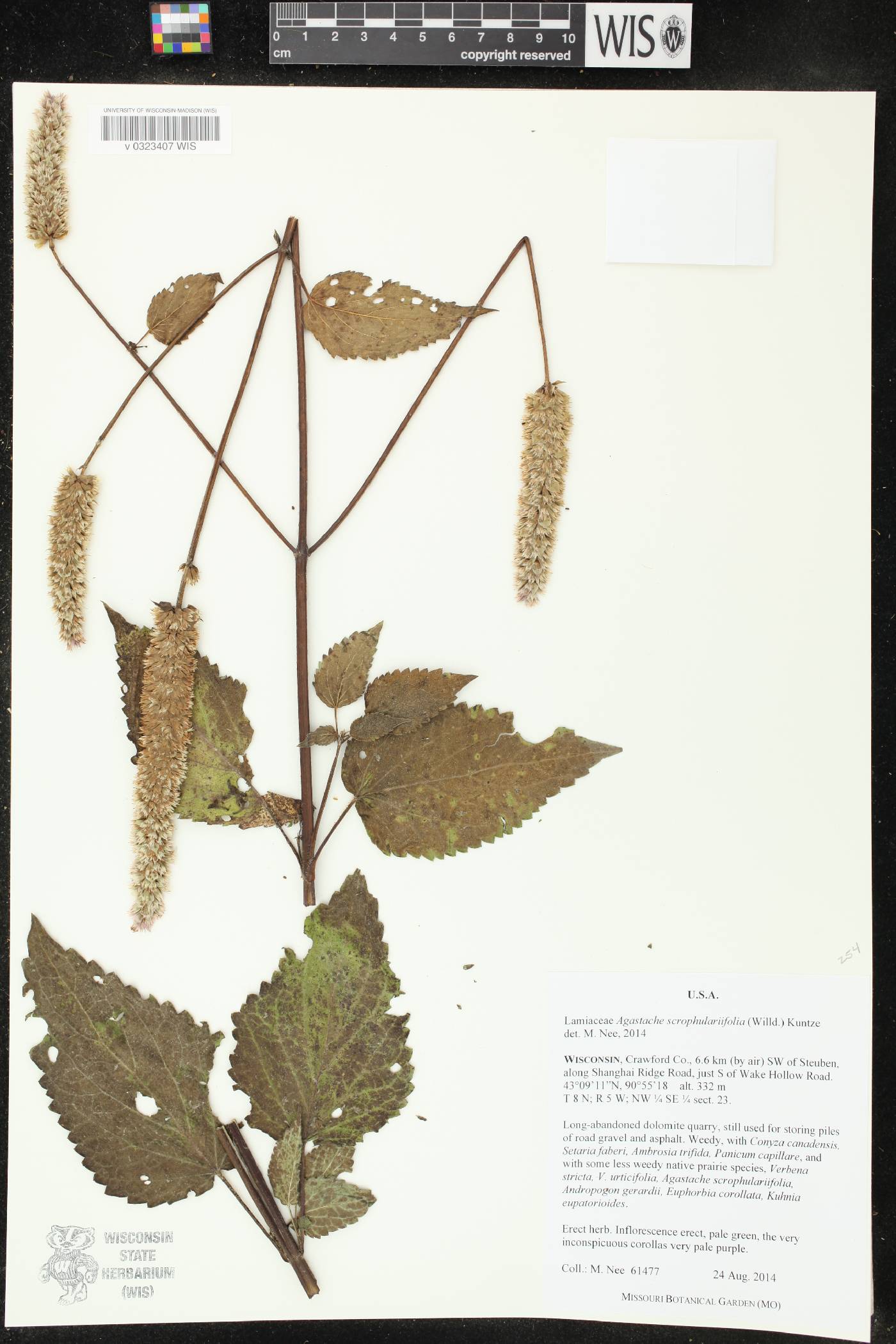 Agastache scrophulariifolia image