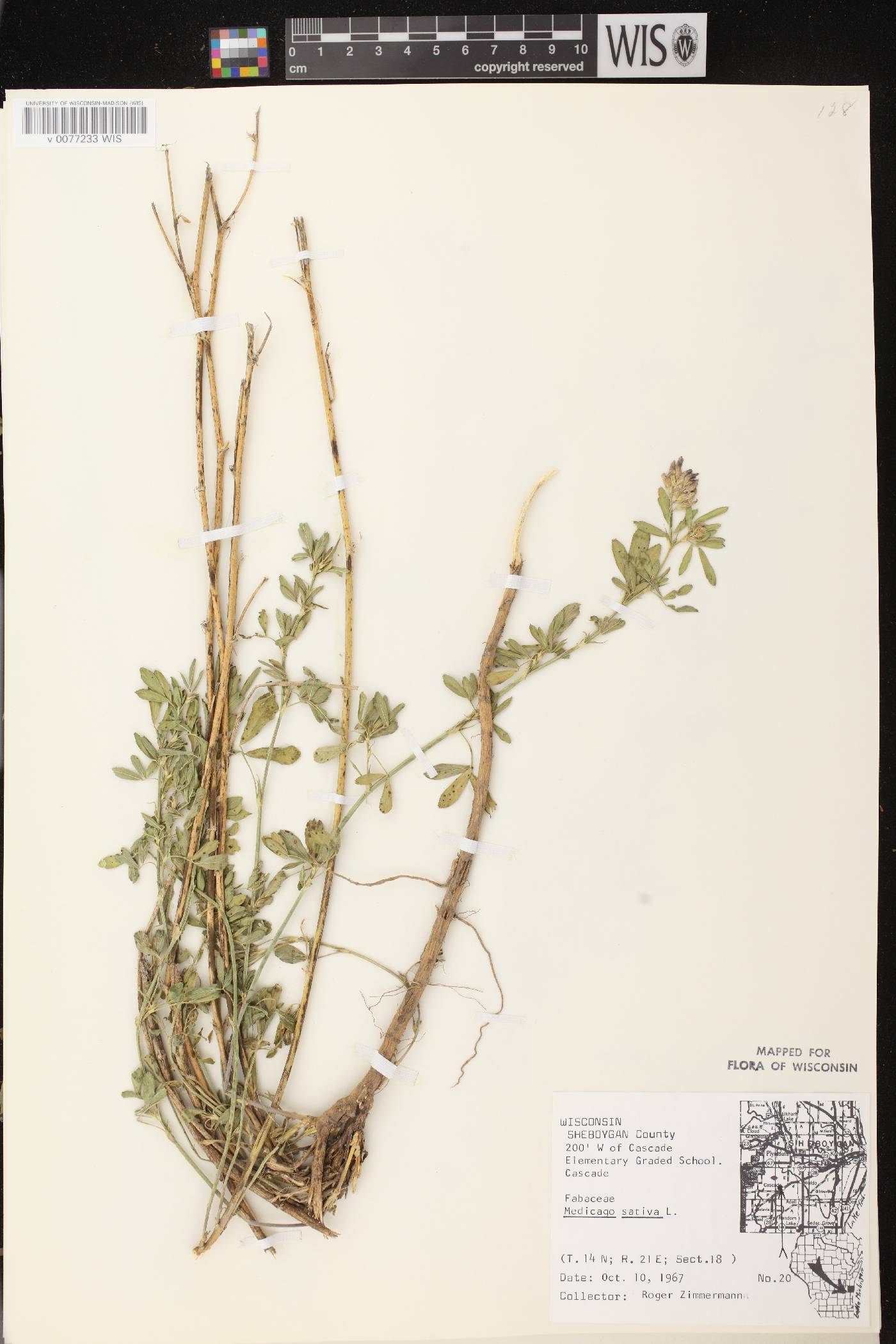 Medicago sativa image