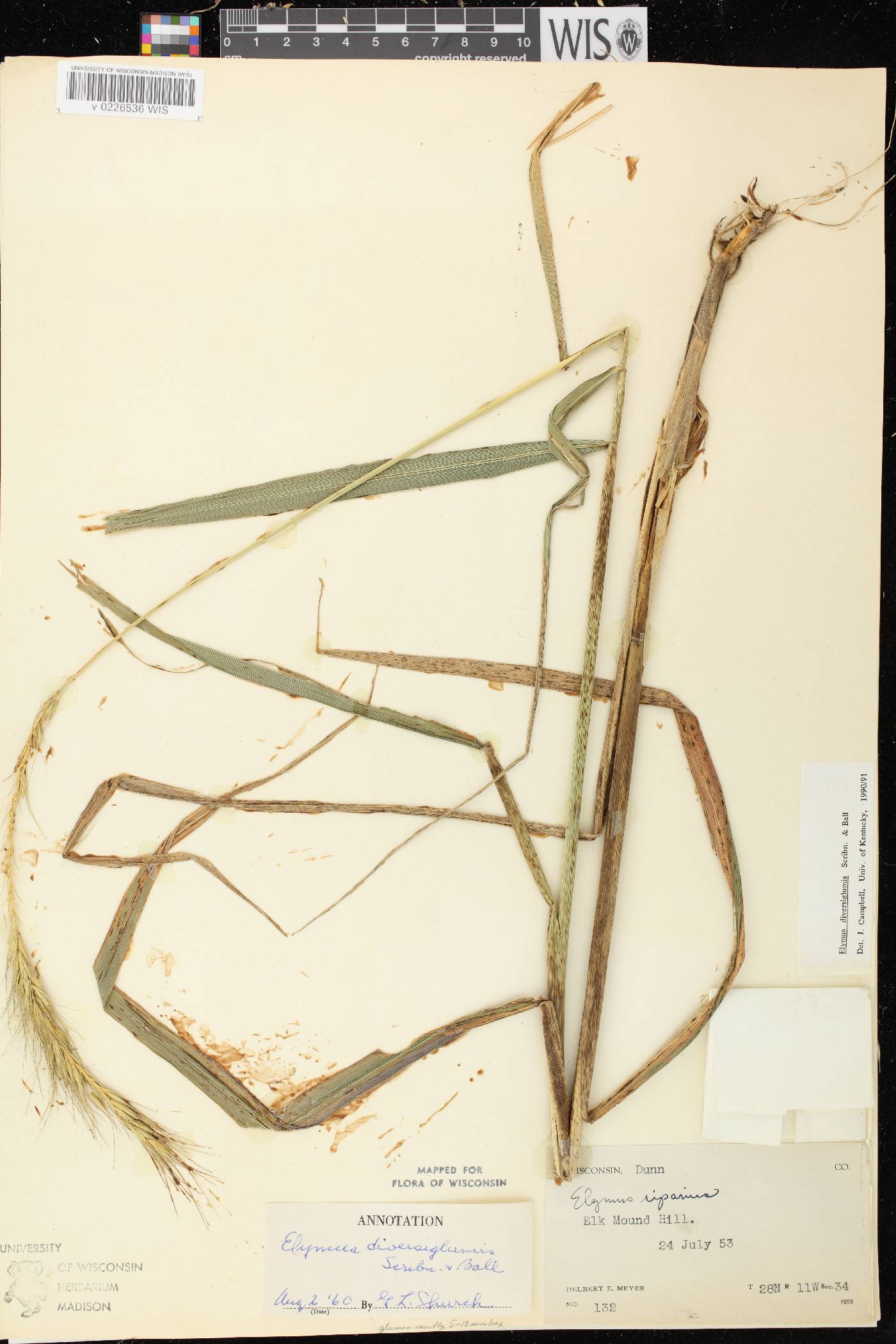 Elymus diversiglumis image