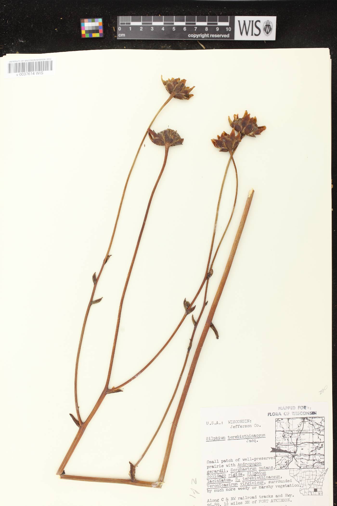 Silphium terebinthinaceum var. terebinthinaceum image