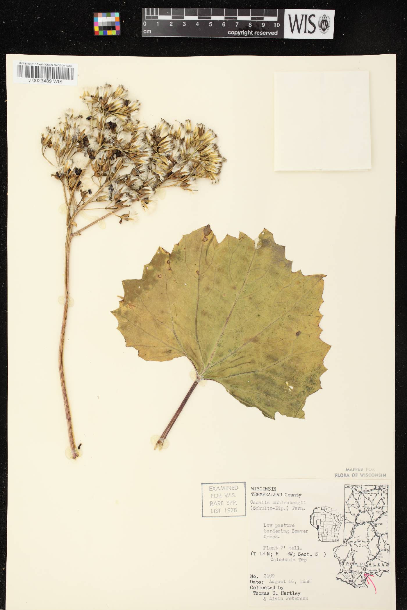 Arnoglossum reniforme image