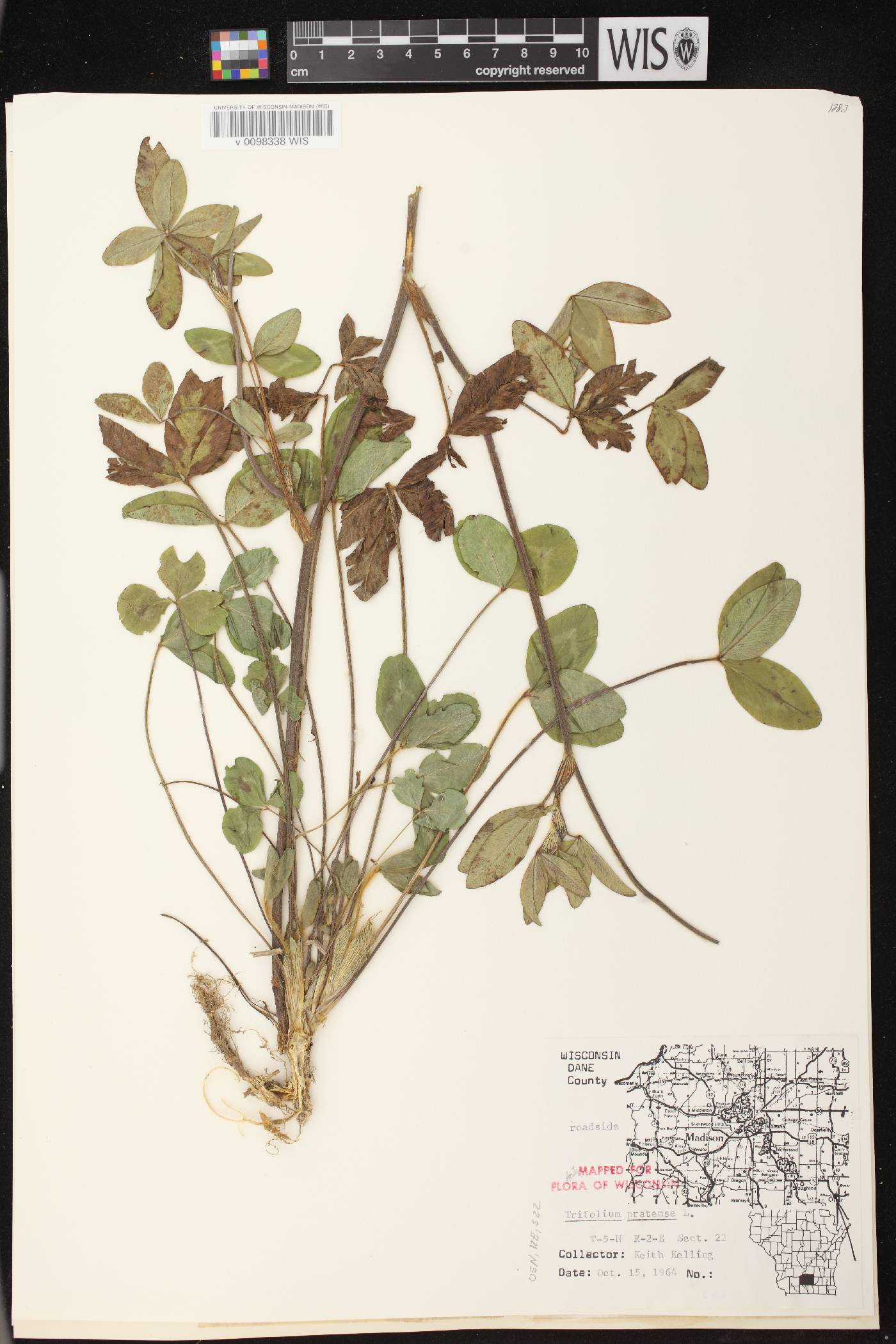 Trifolium pratense image