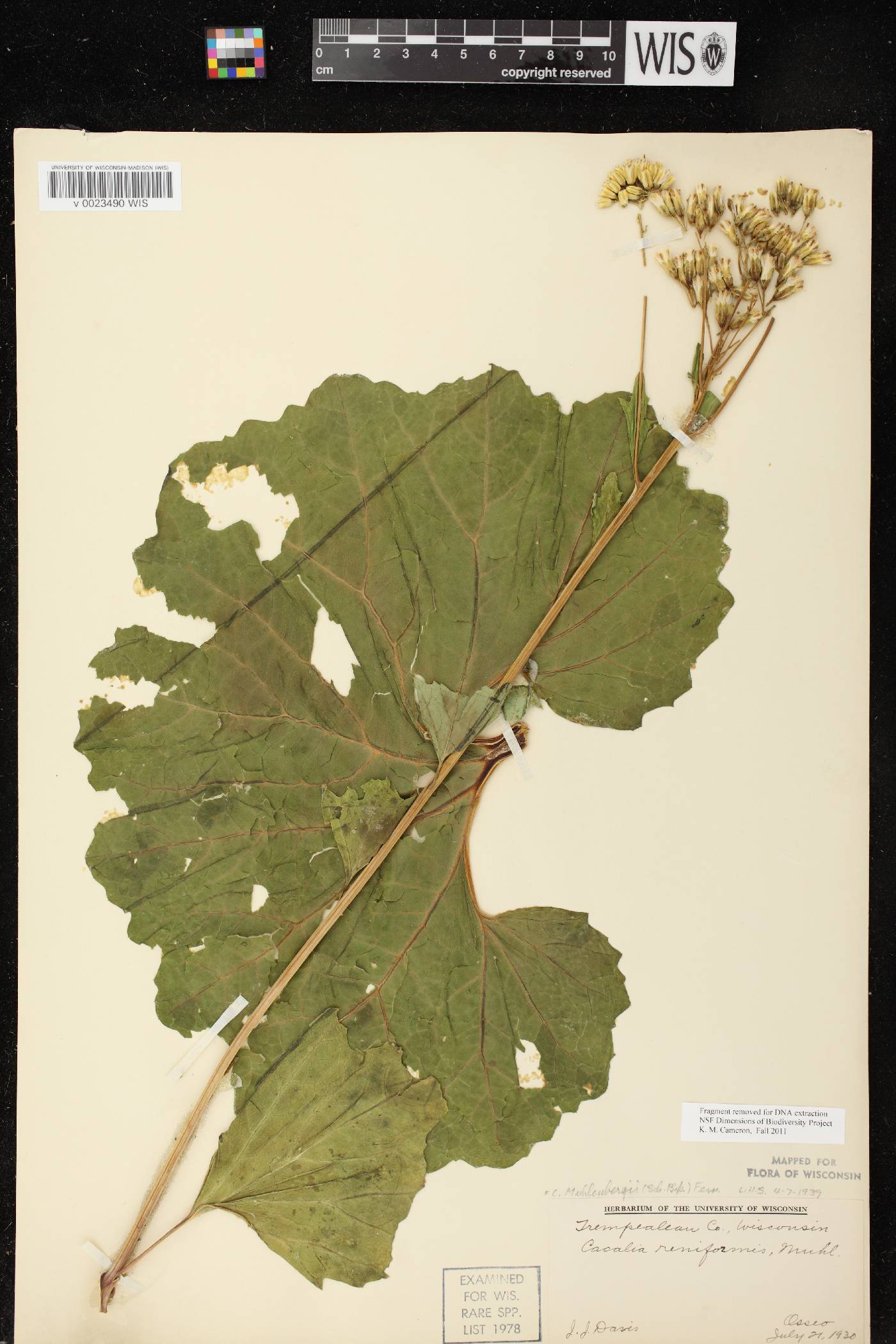 Arnoglossum reniforme image