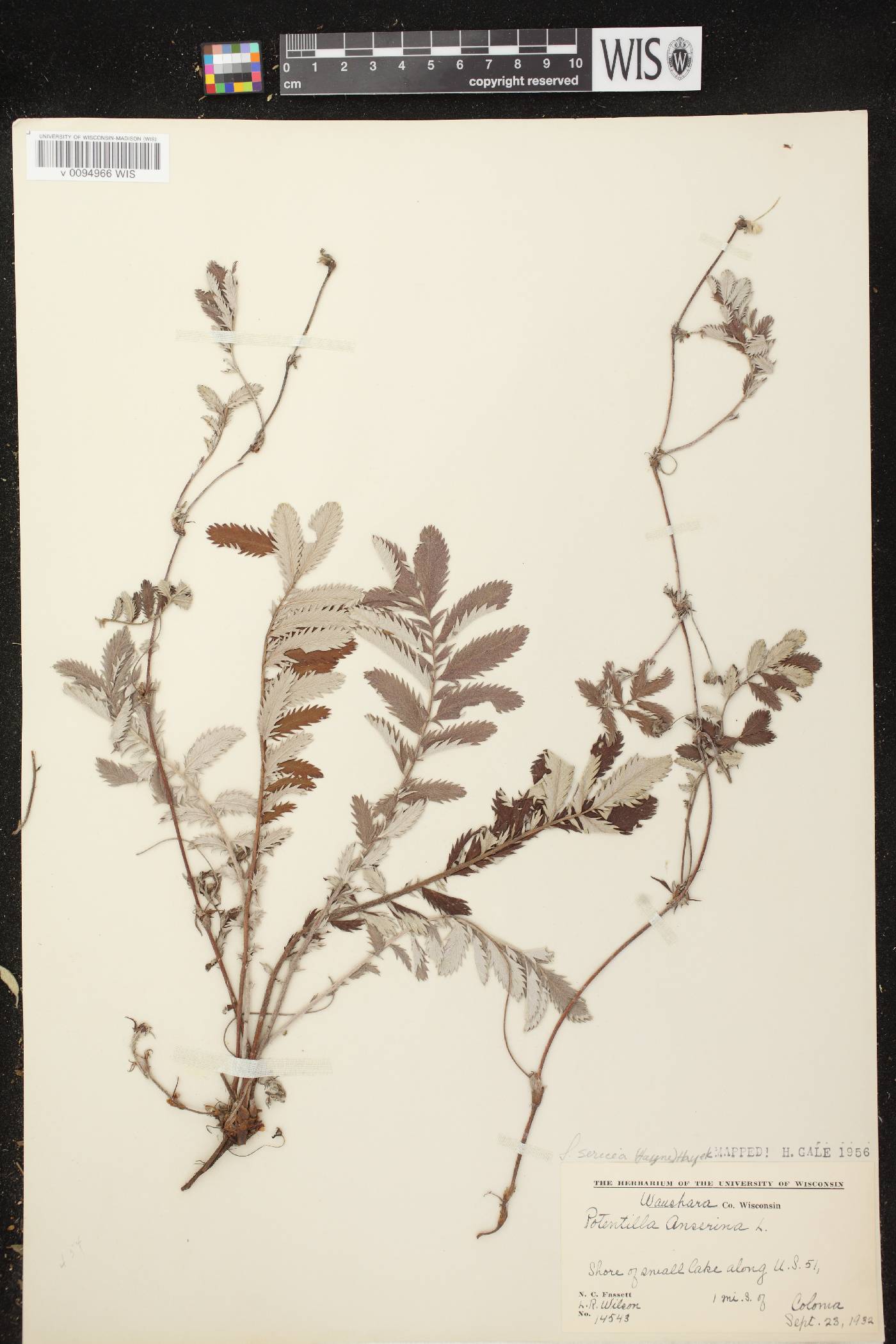 Potentilla anserina subsp. anserina image