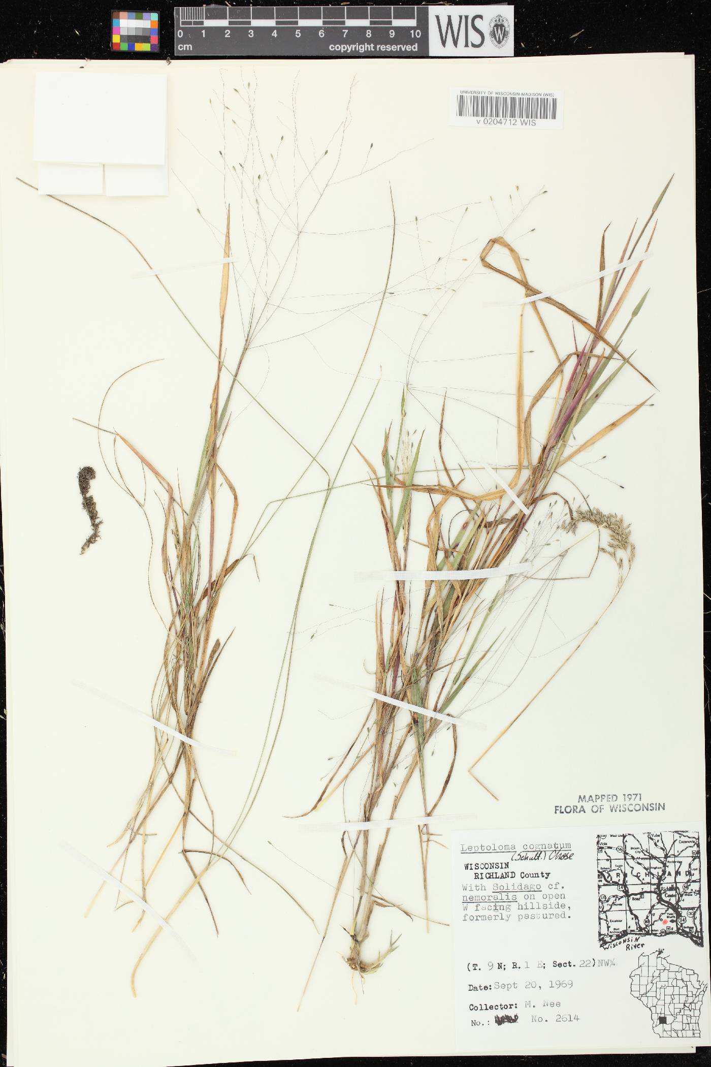 Digitaria cognata image