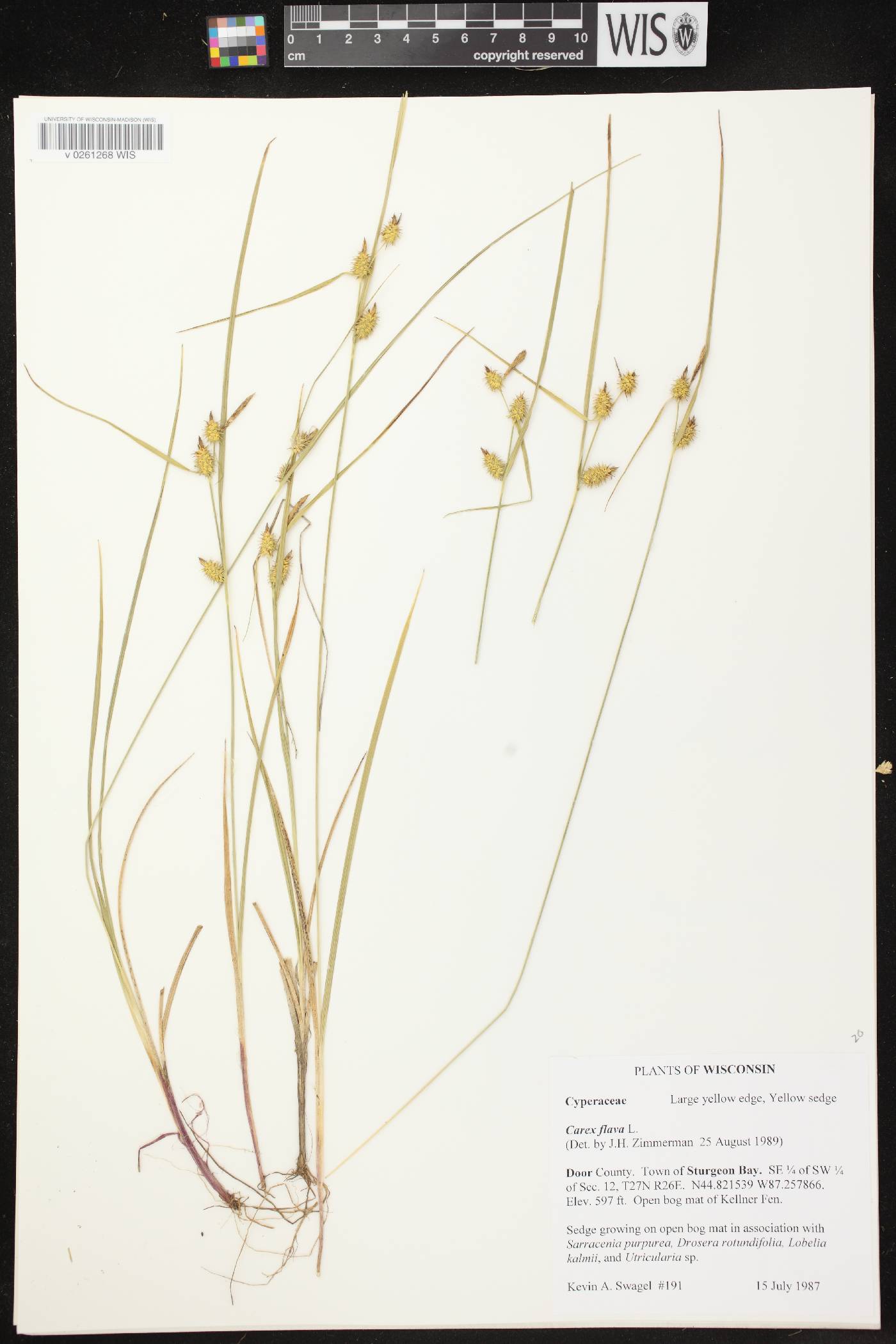 Carex flava image