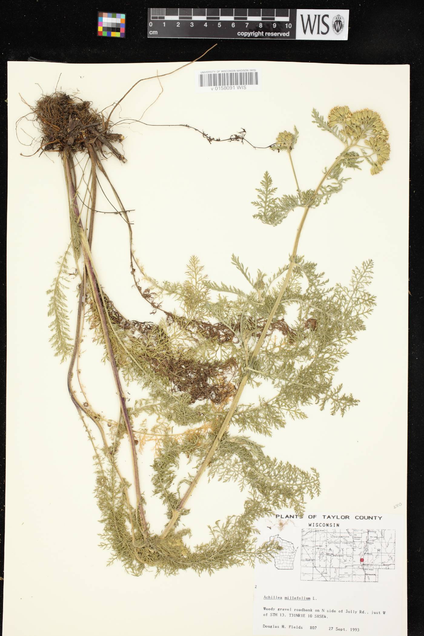 Achillea millefolium image