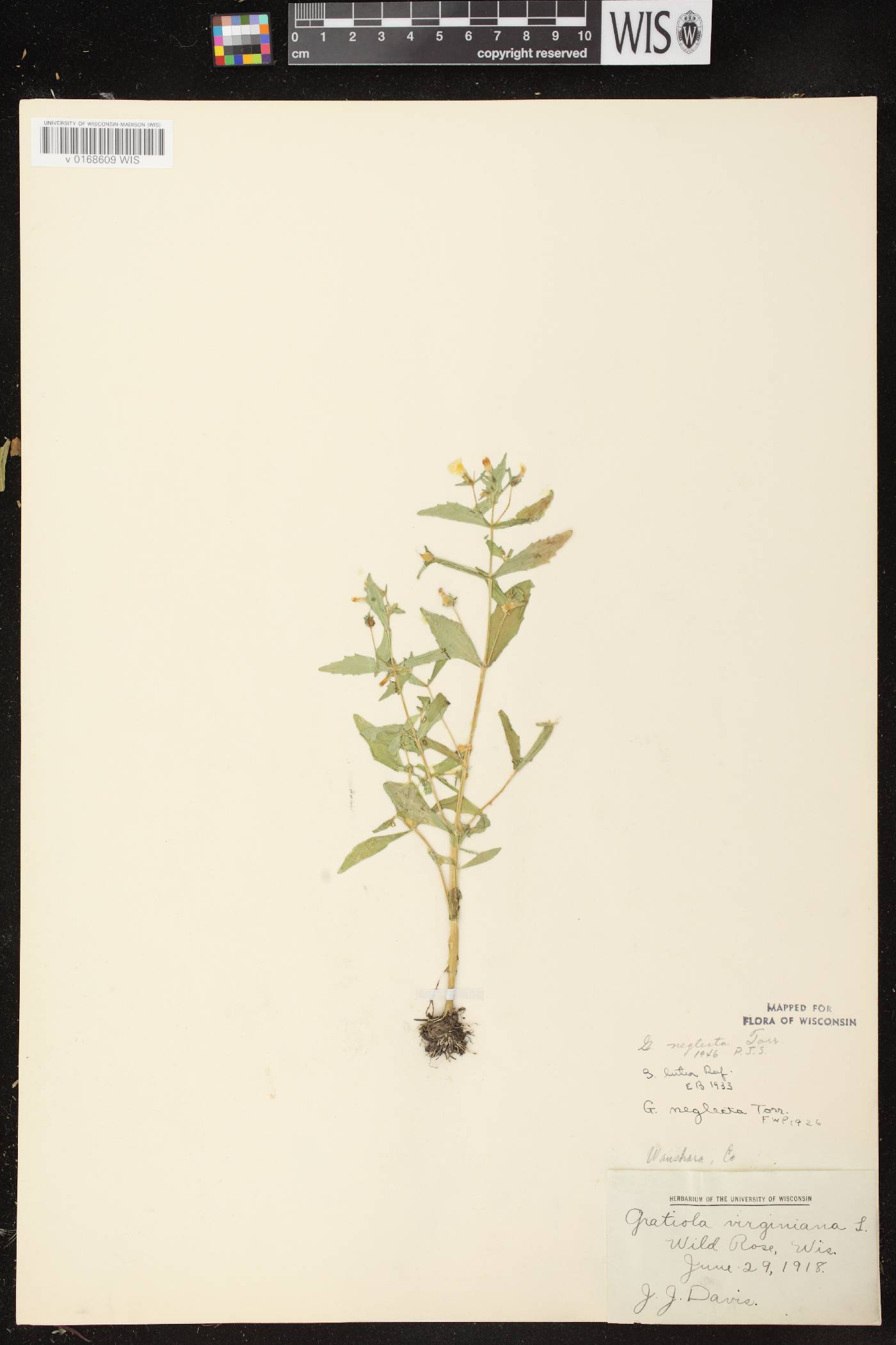 Gratiola neglecta image