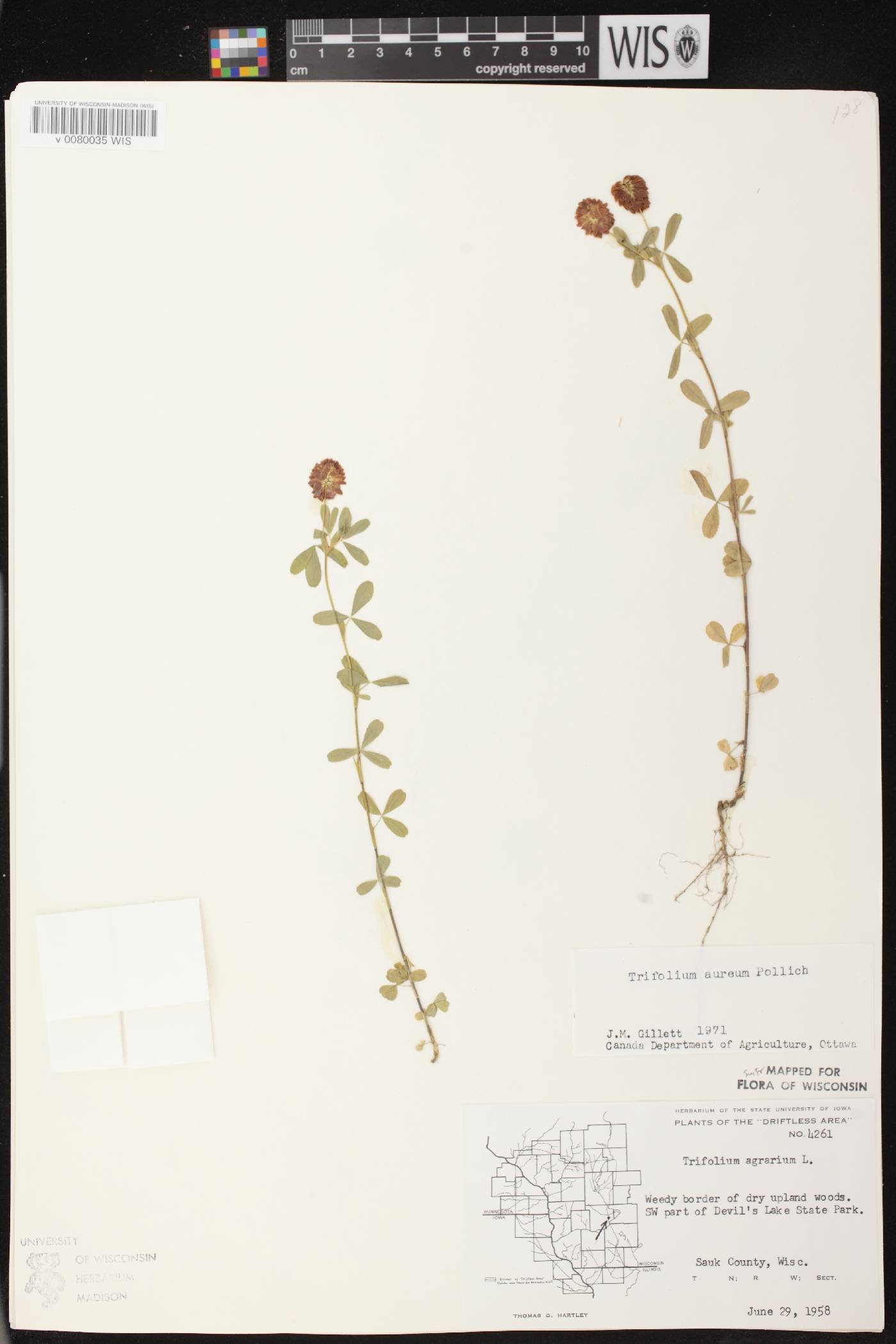 Trifolium aureum image