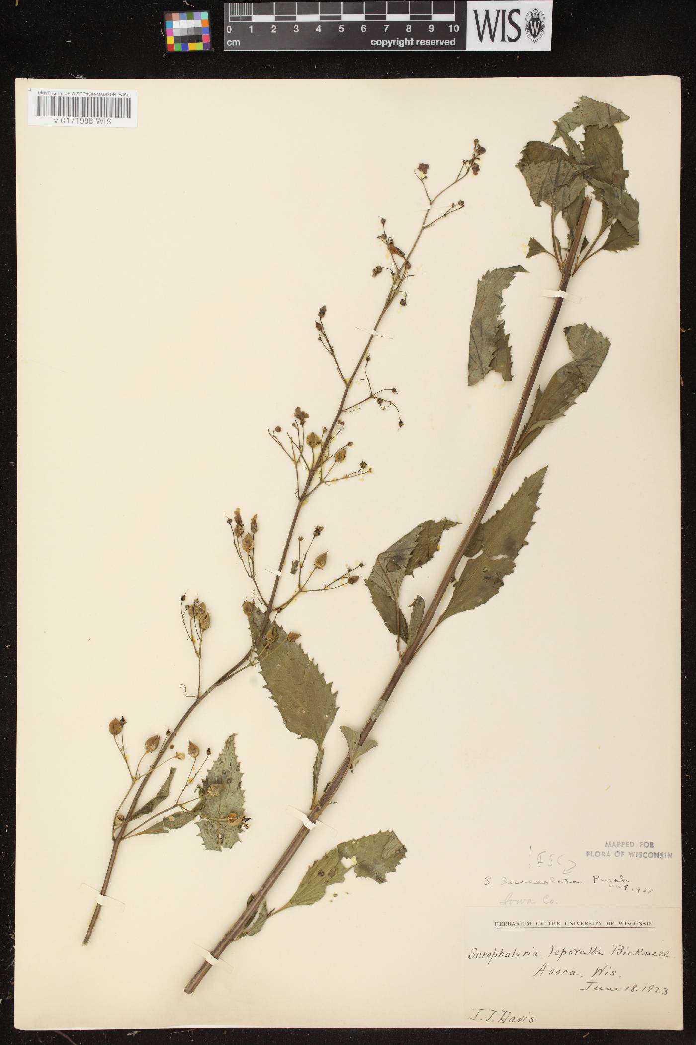 Scrophularia lanceolata image