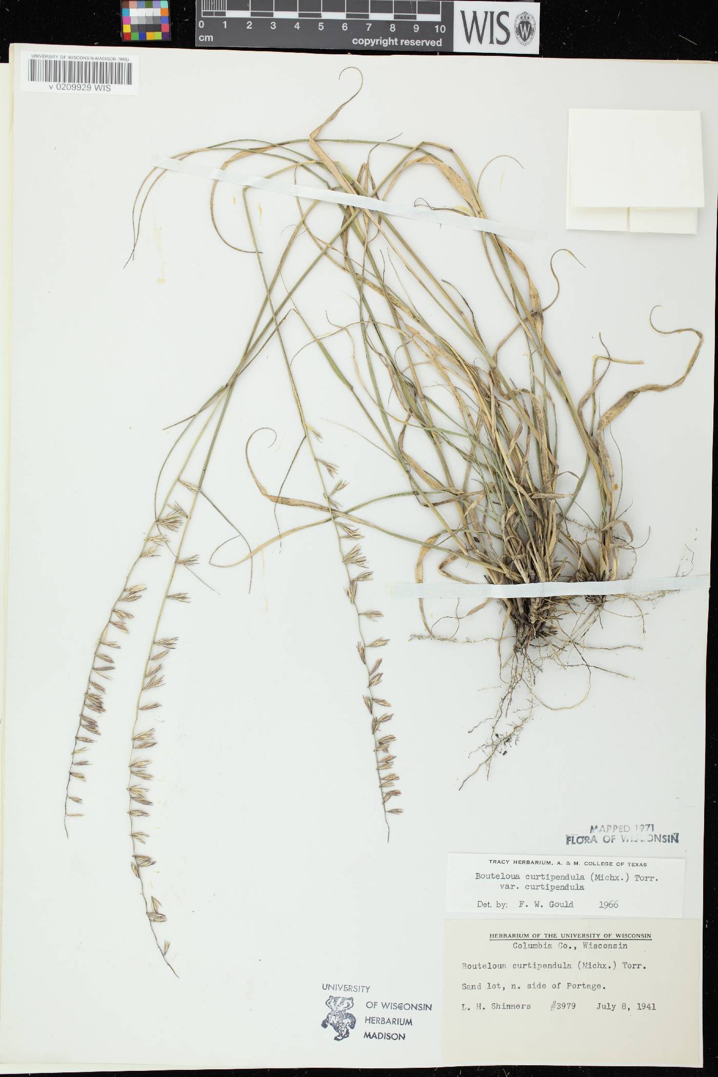 Bouteloua curtipendula image