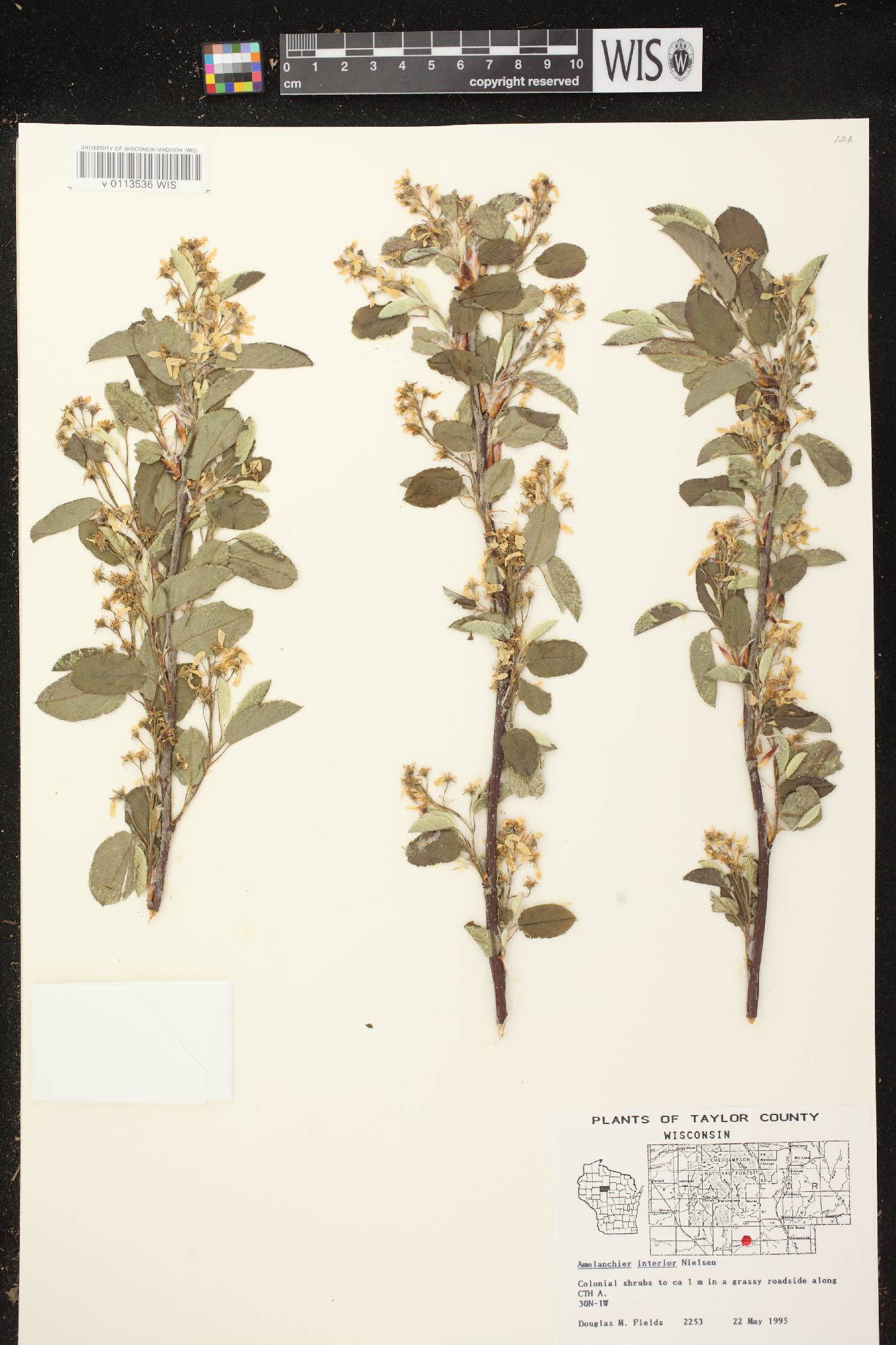 Amelanchier interior image