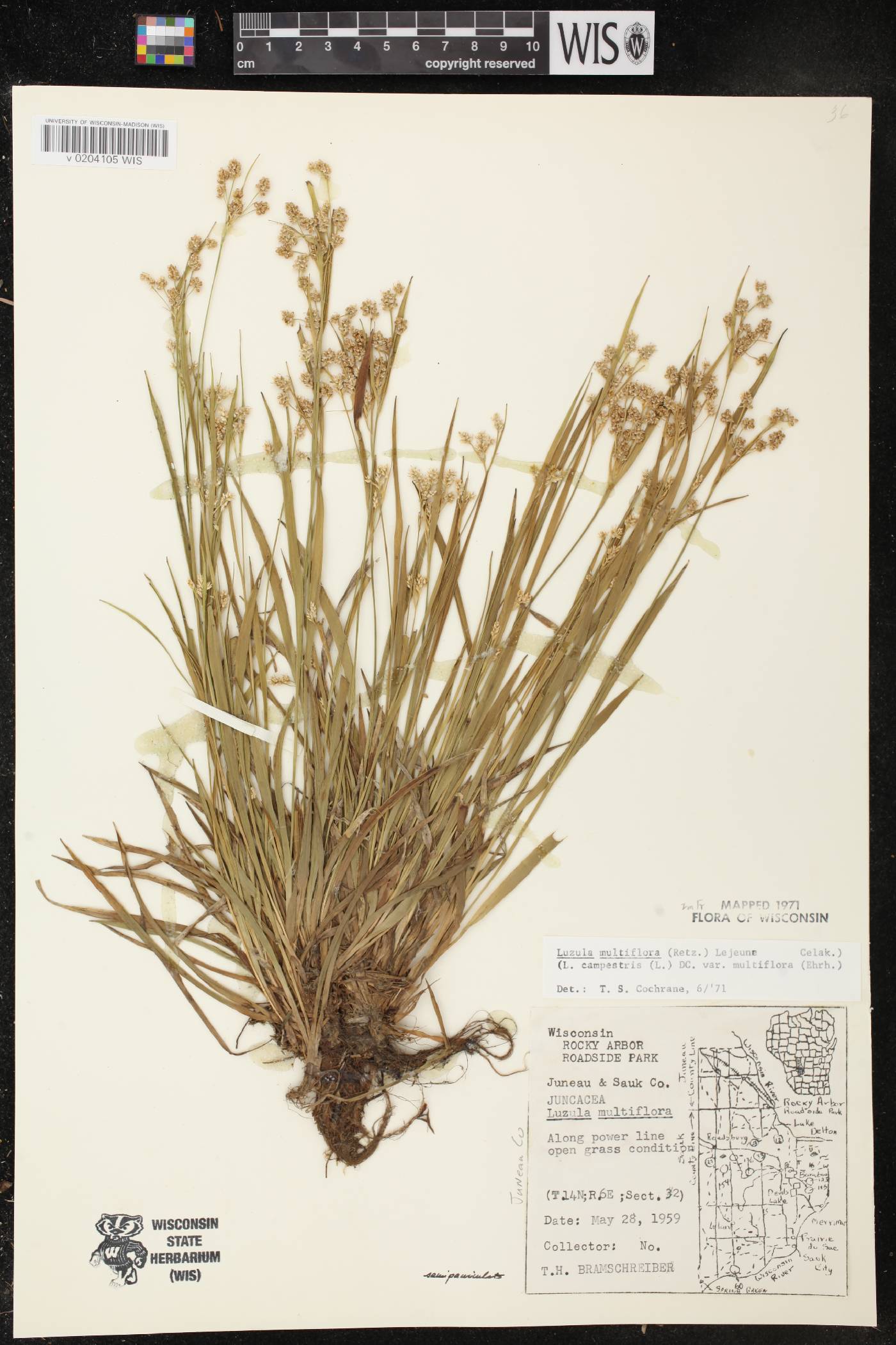 Luzula multiflora image