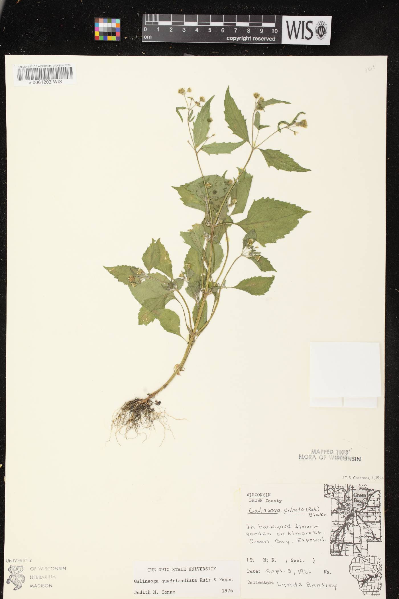 Galinsoga quadriradiata image