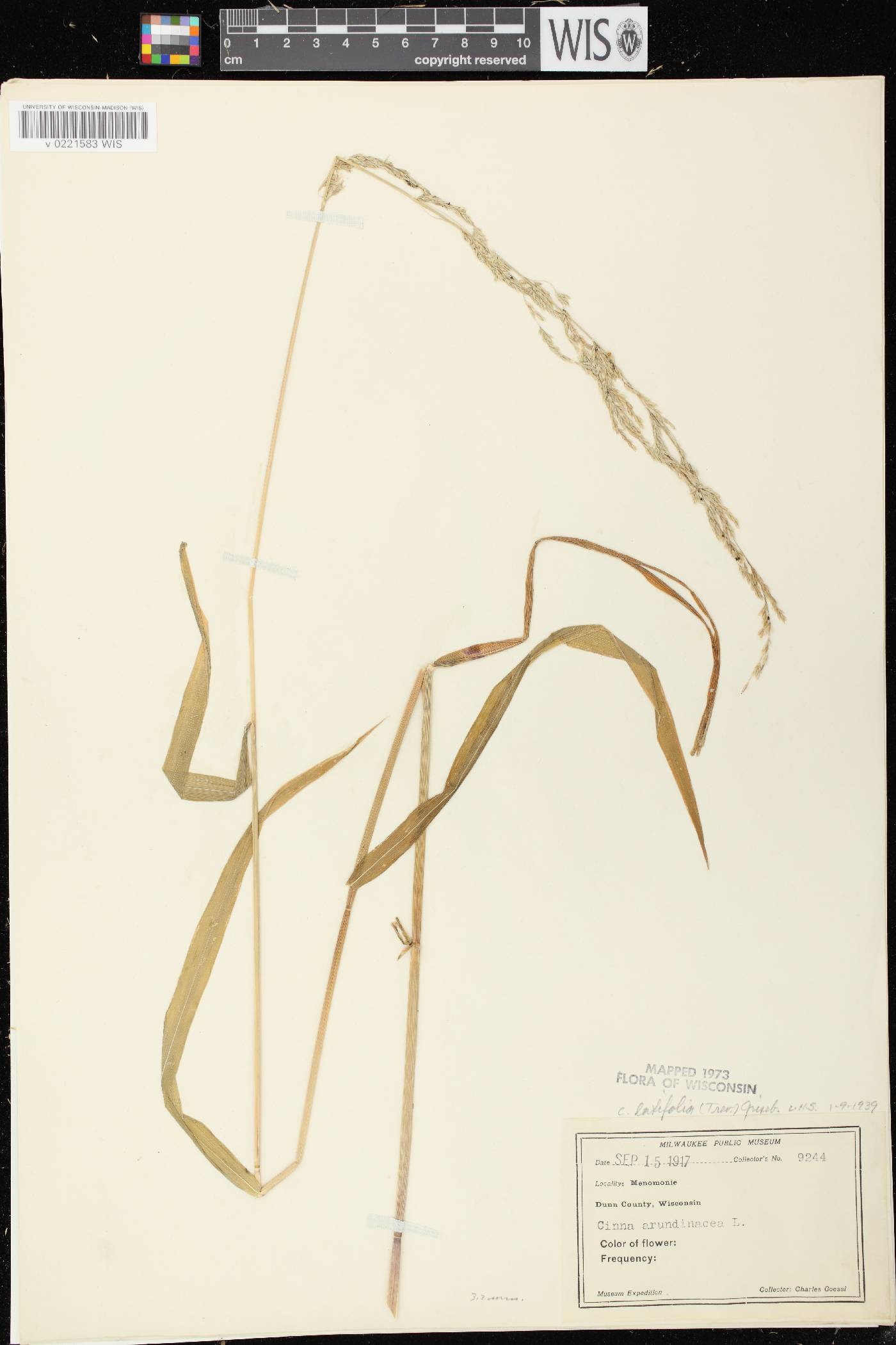 Cinna latifolia image