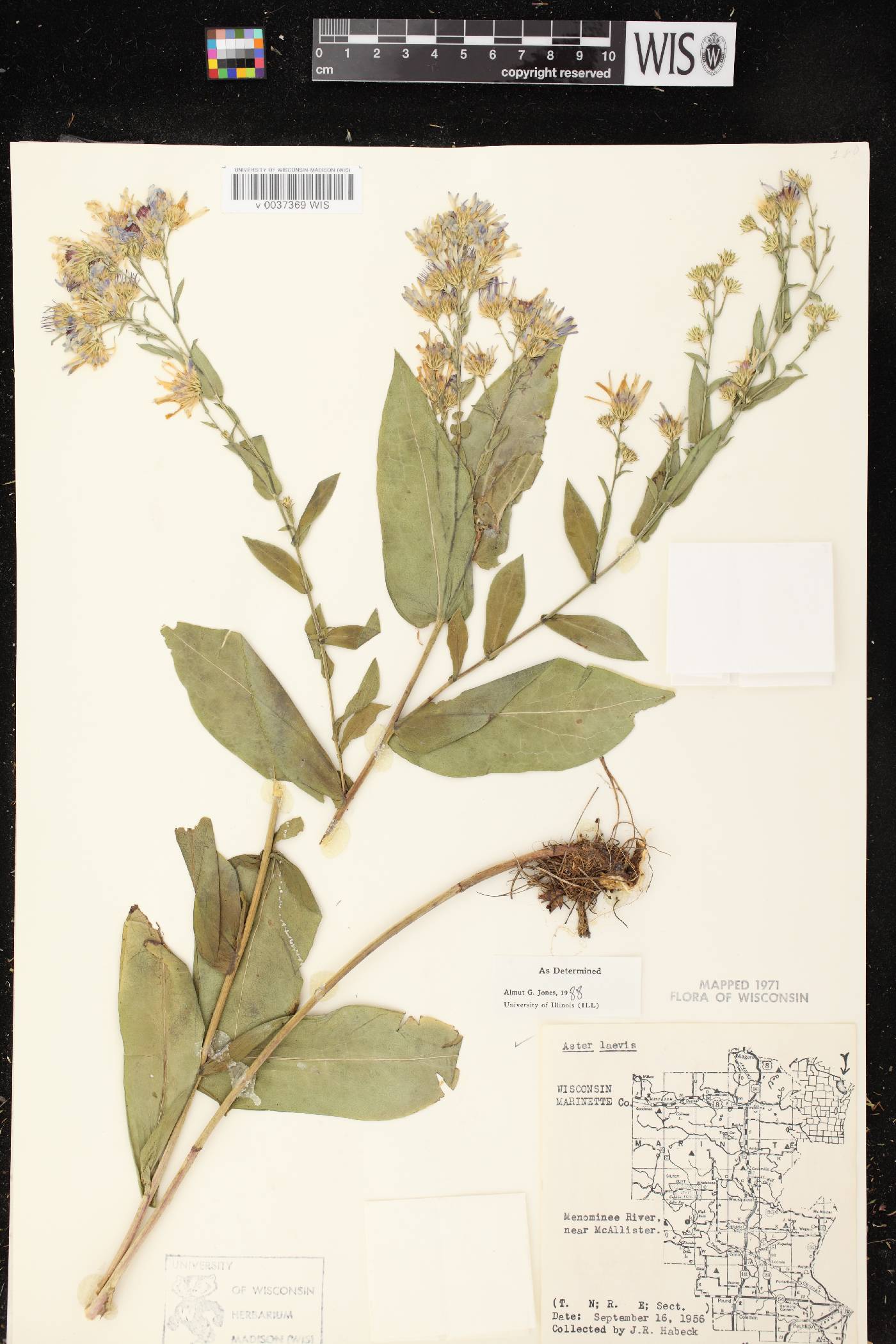 Symphyotrichum laeve var. laeve image
