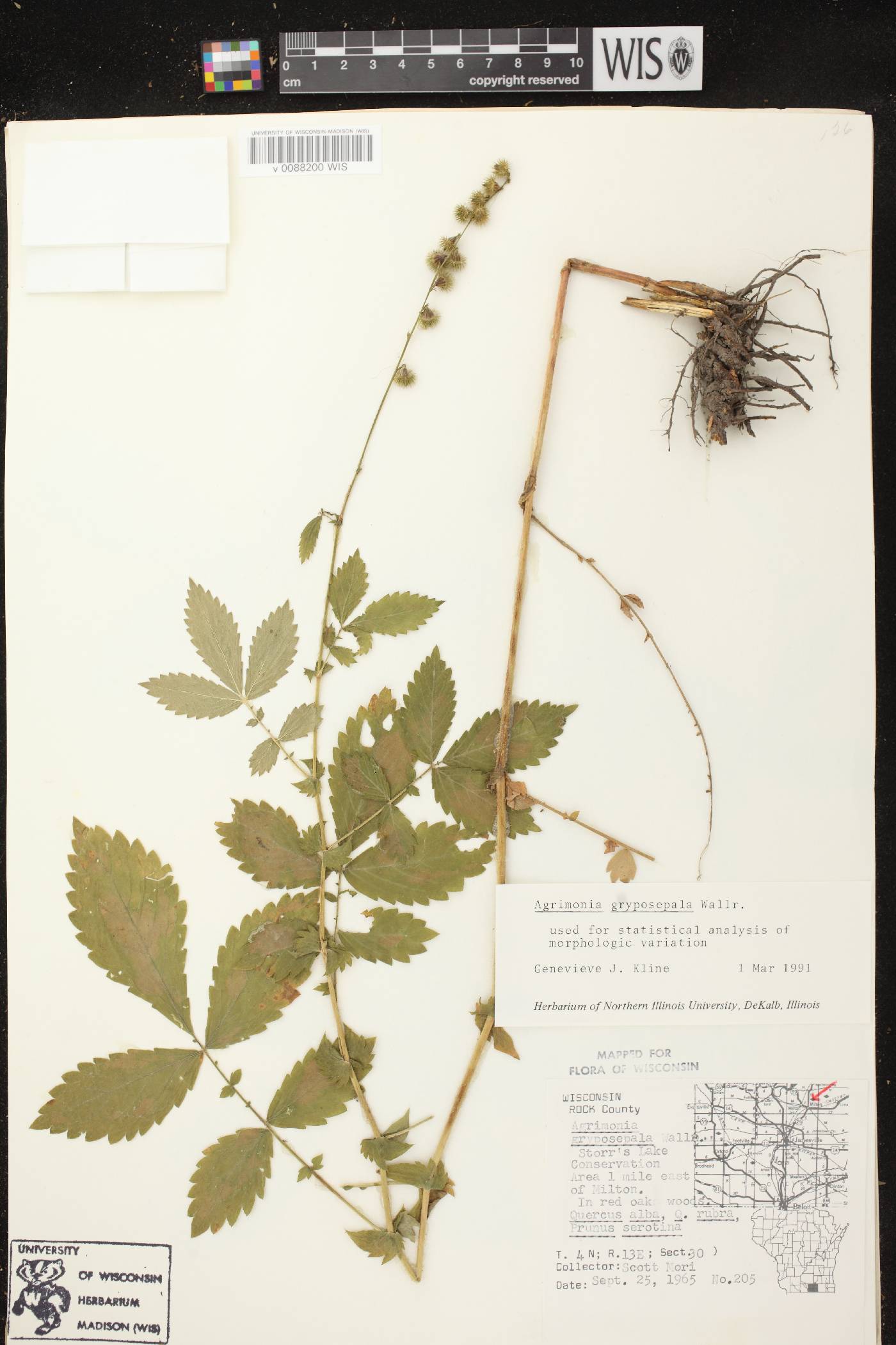 Agrimonia gryposepala image