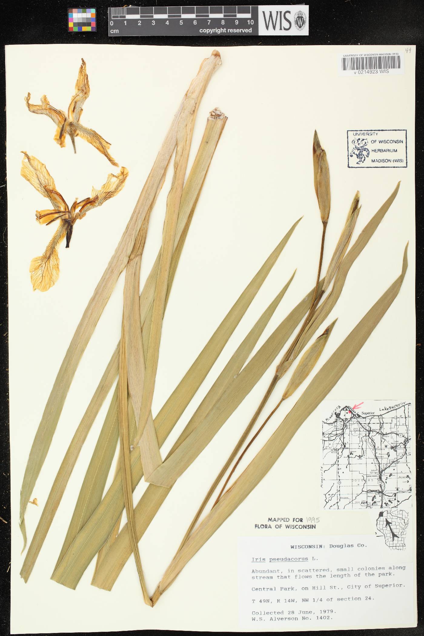 Iris pseudacorus image