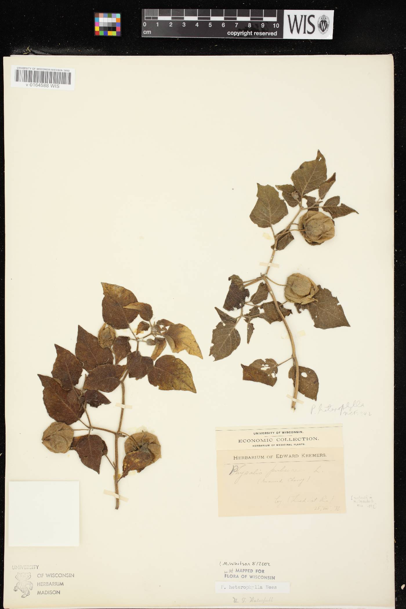 Physalis heterophylla image