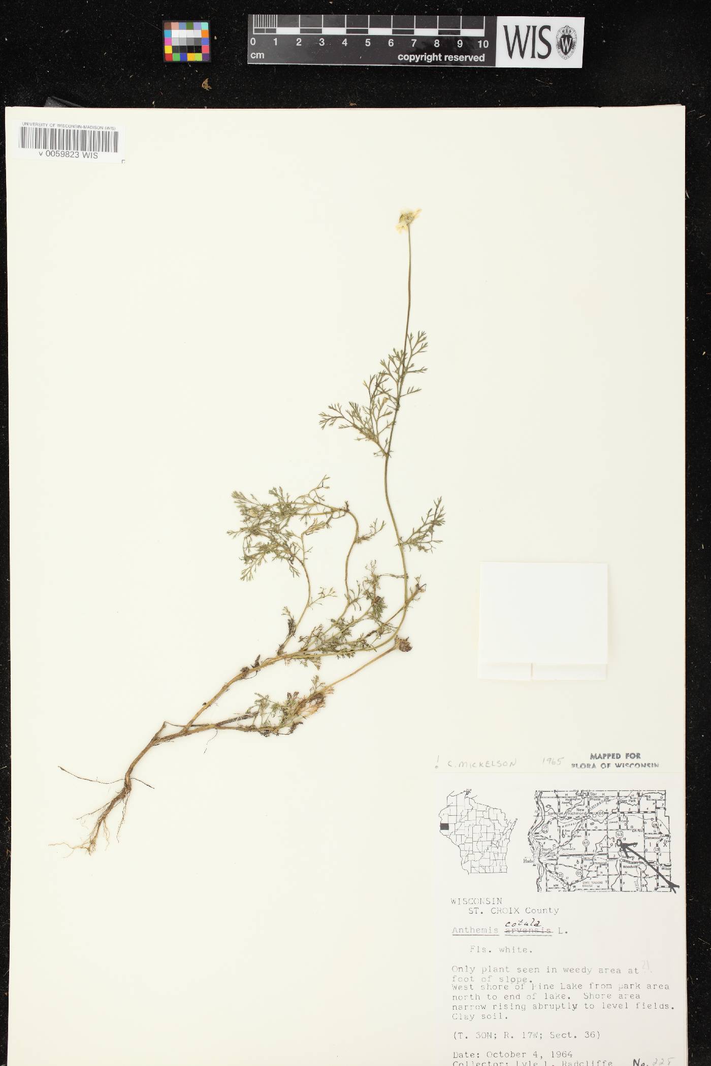 Anthemis cotula image