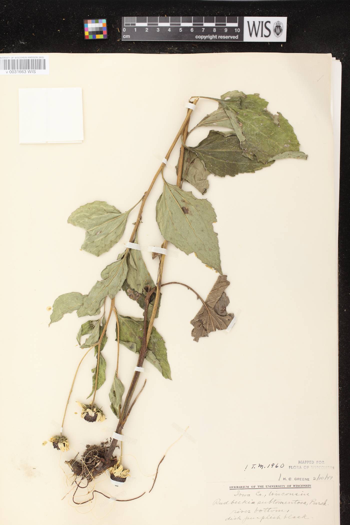 Rudbeckia subtomentosa image