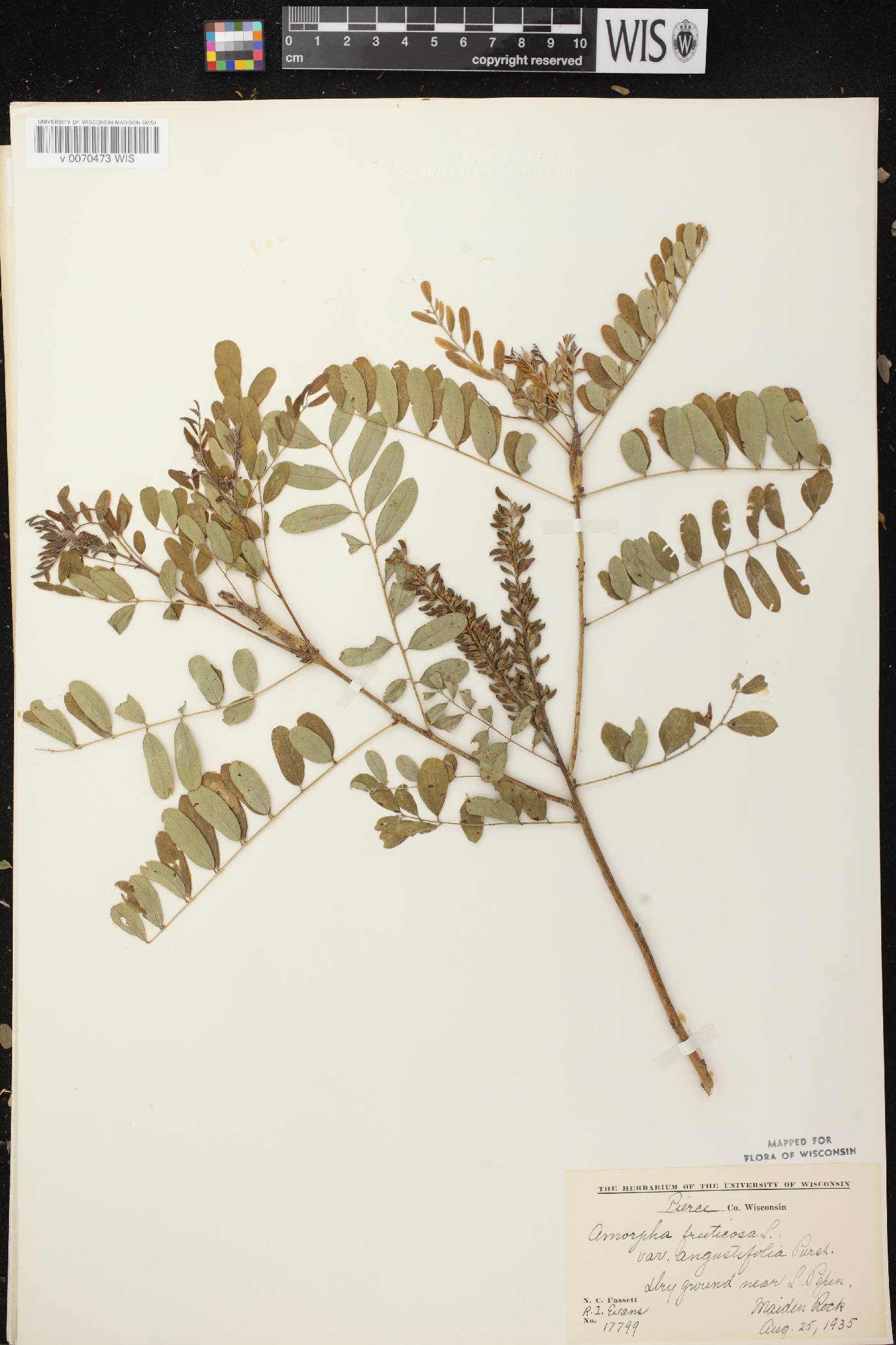 Amorpha fruticosa image