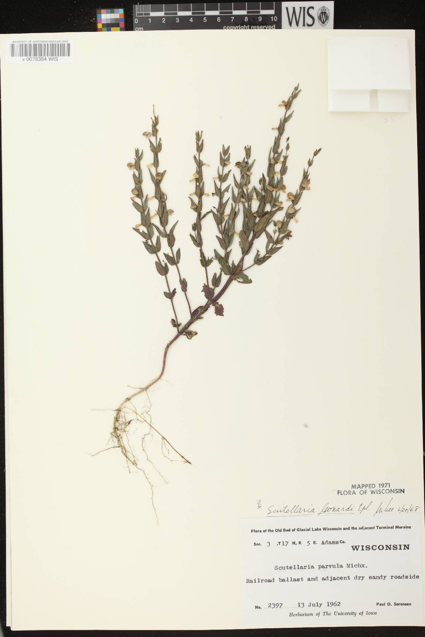 Scutellaria parvula var. missouriensis image